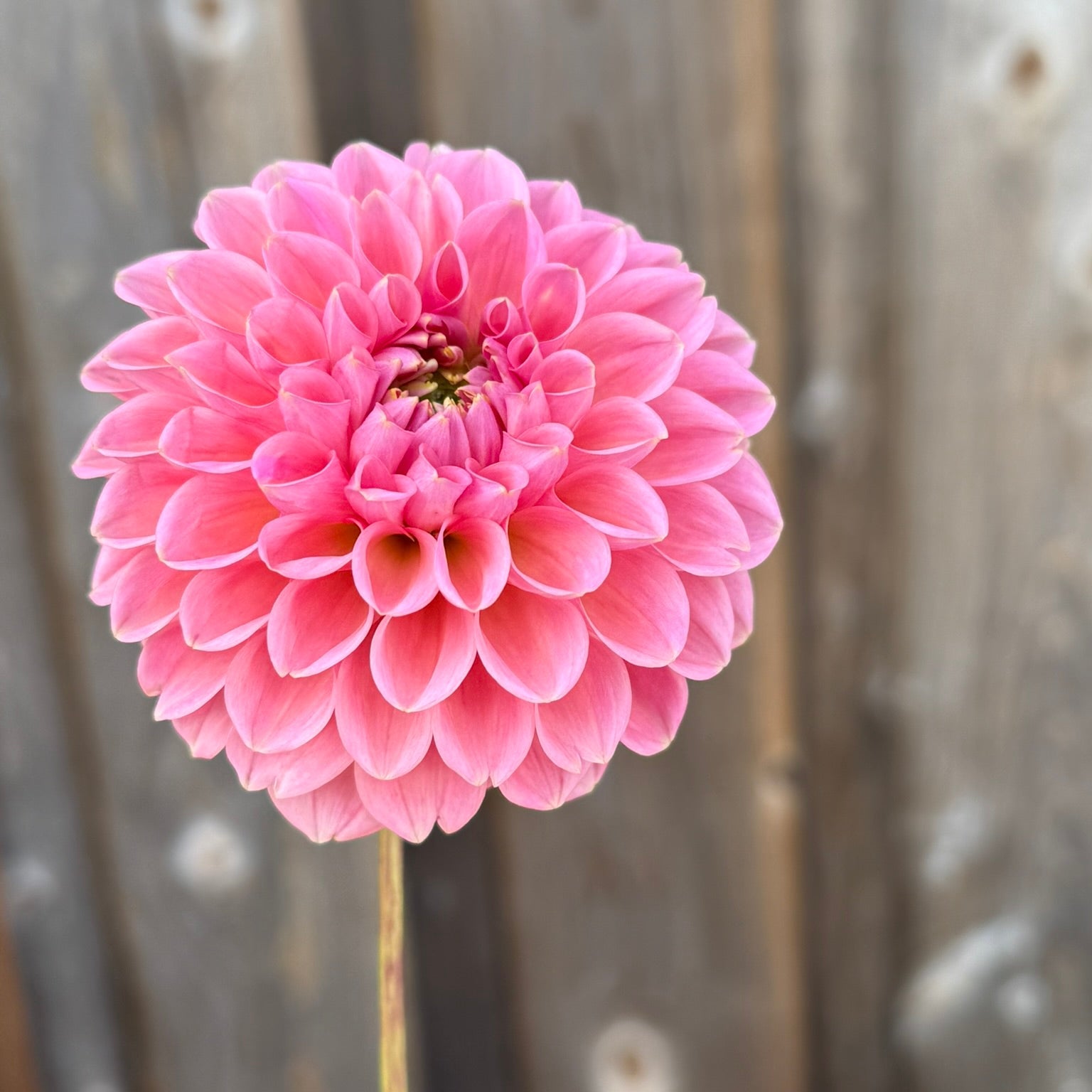 Pink flower against a metallic background