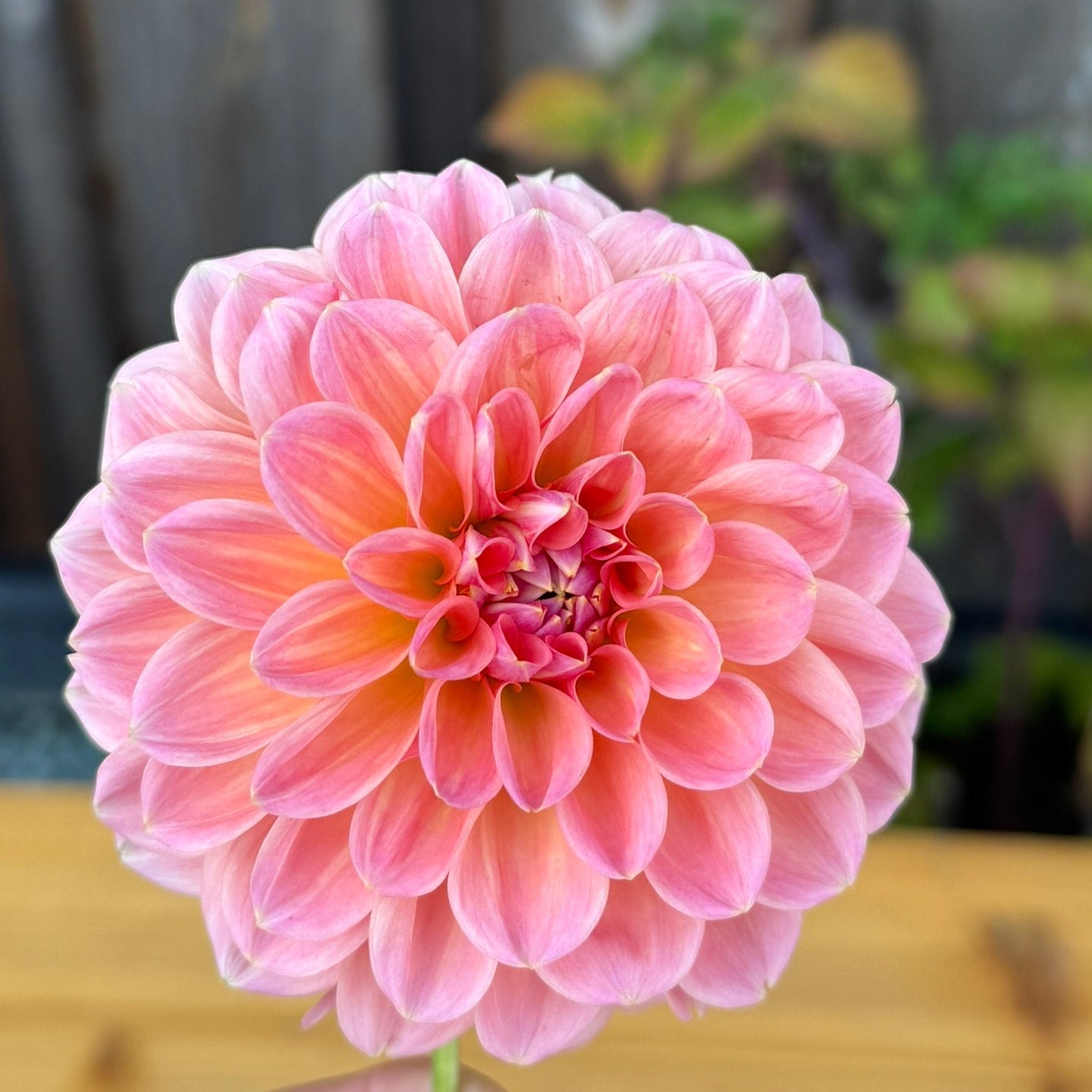 Pink flower held by a hand with a blurred background