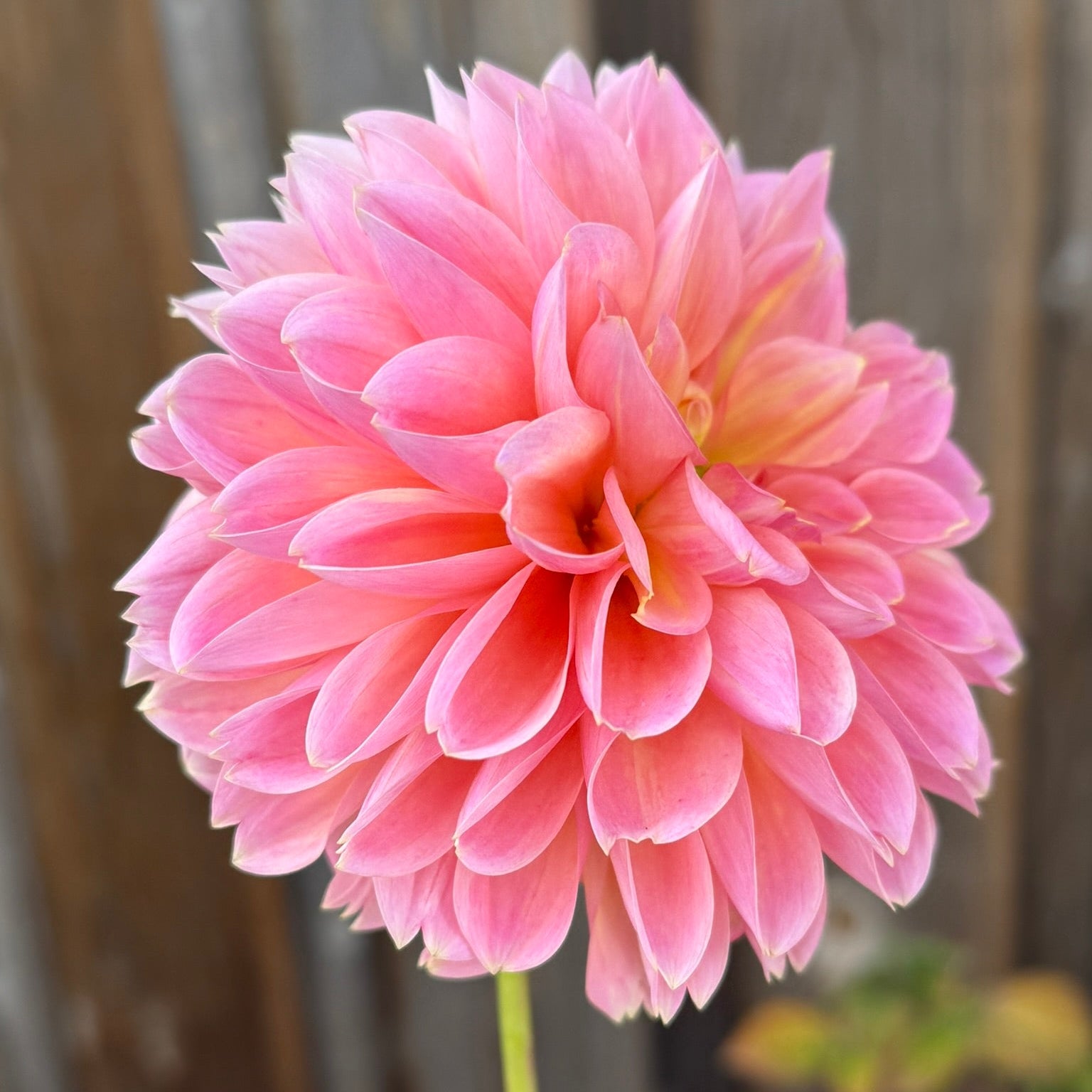 Close-up of a pink flower with a blurred background
