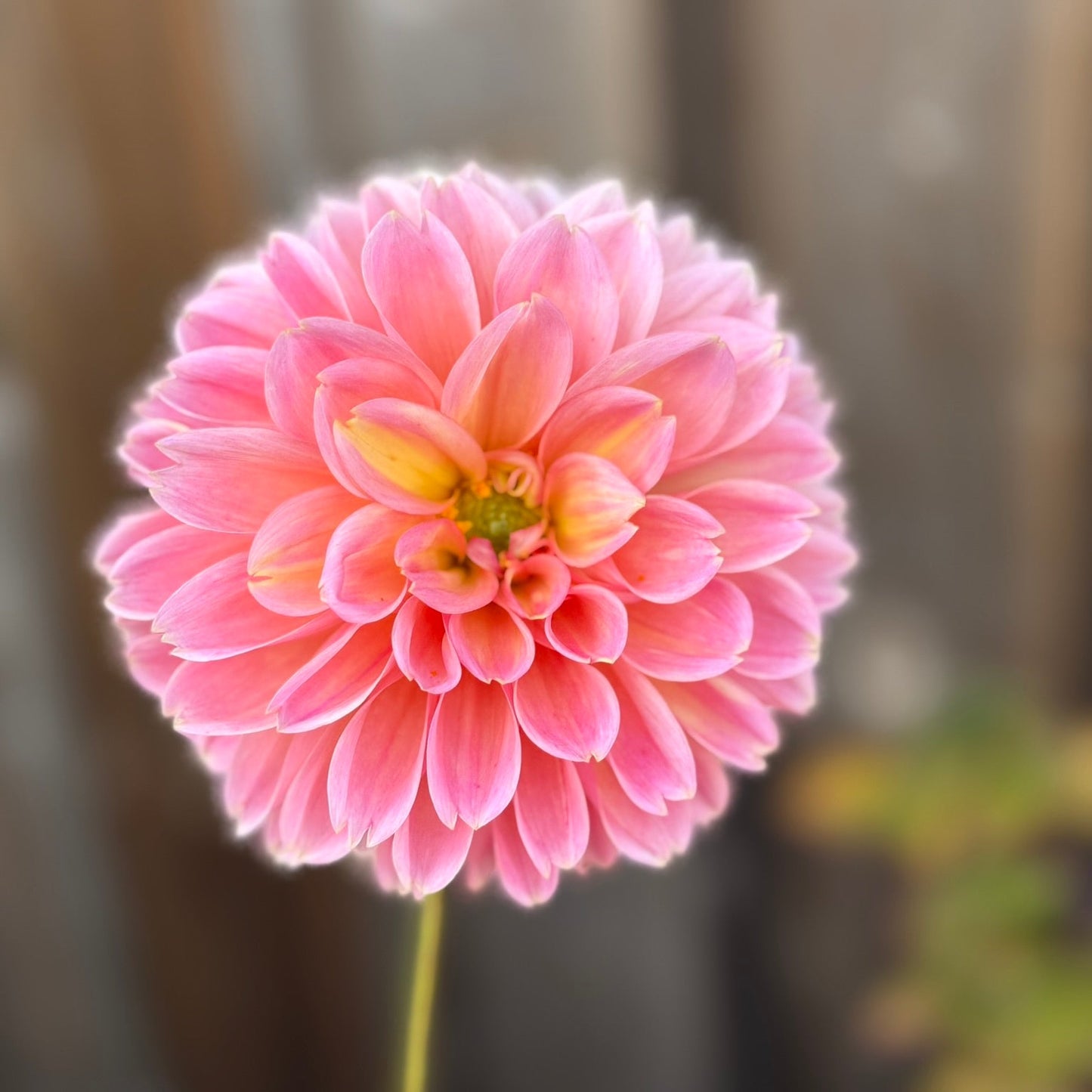 Close-up of a pink flower with a blurred background