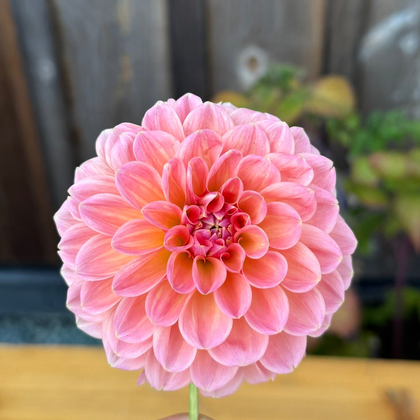 Pink flower held by a hand with a wooden surface and blurred background