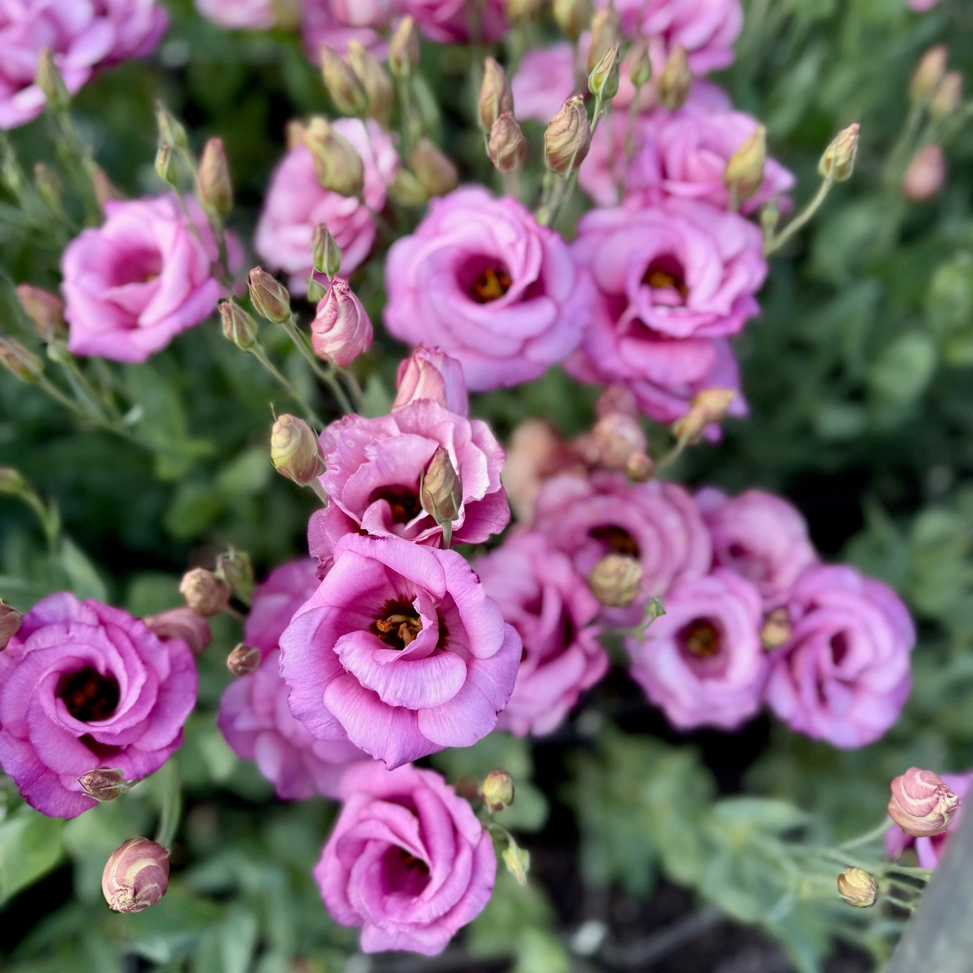 Close-up of pink flowers with green leaves
