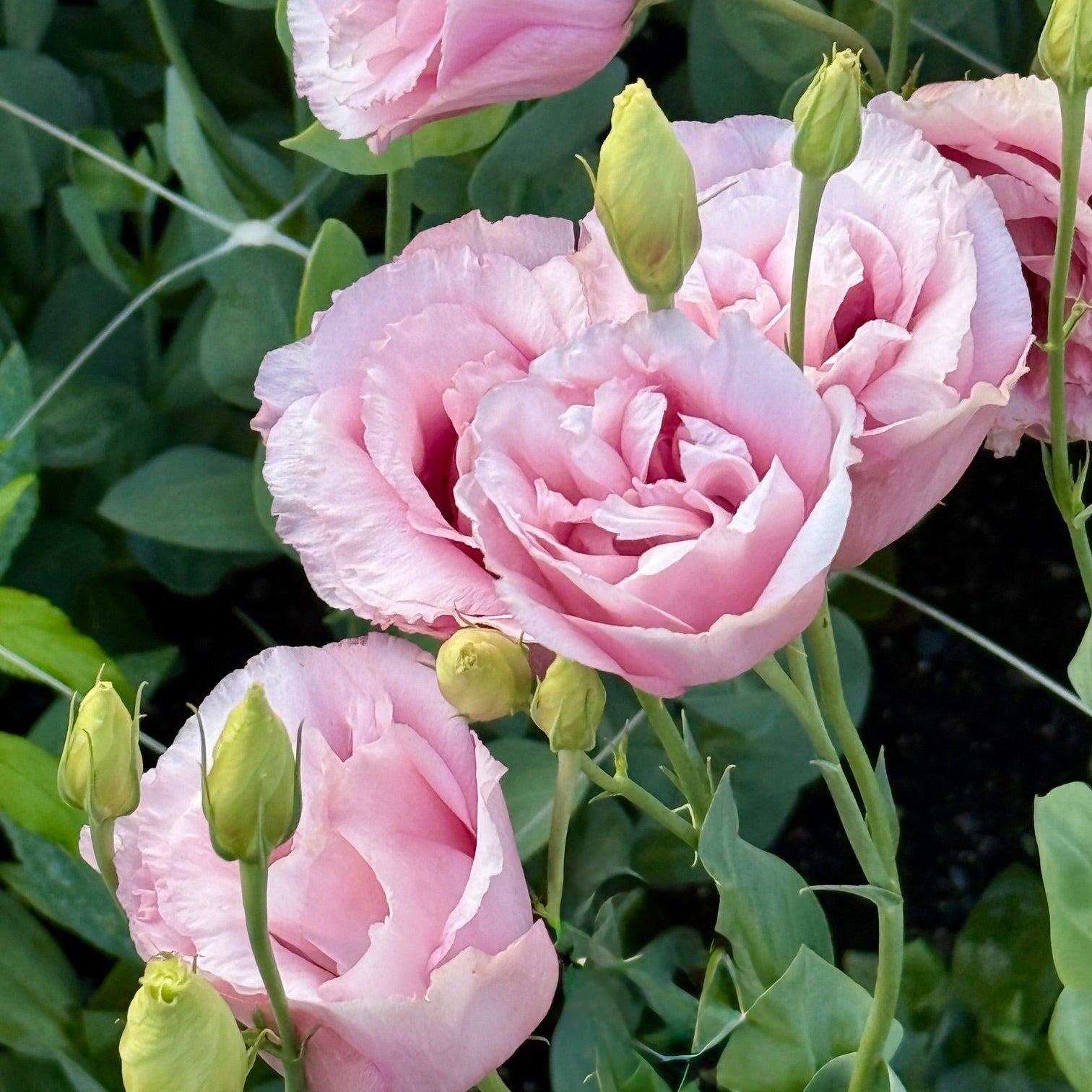 Close-up of pink flowers with green leaves in the background