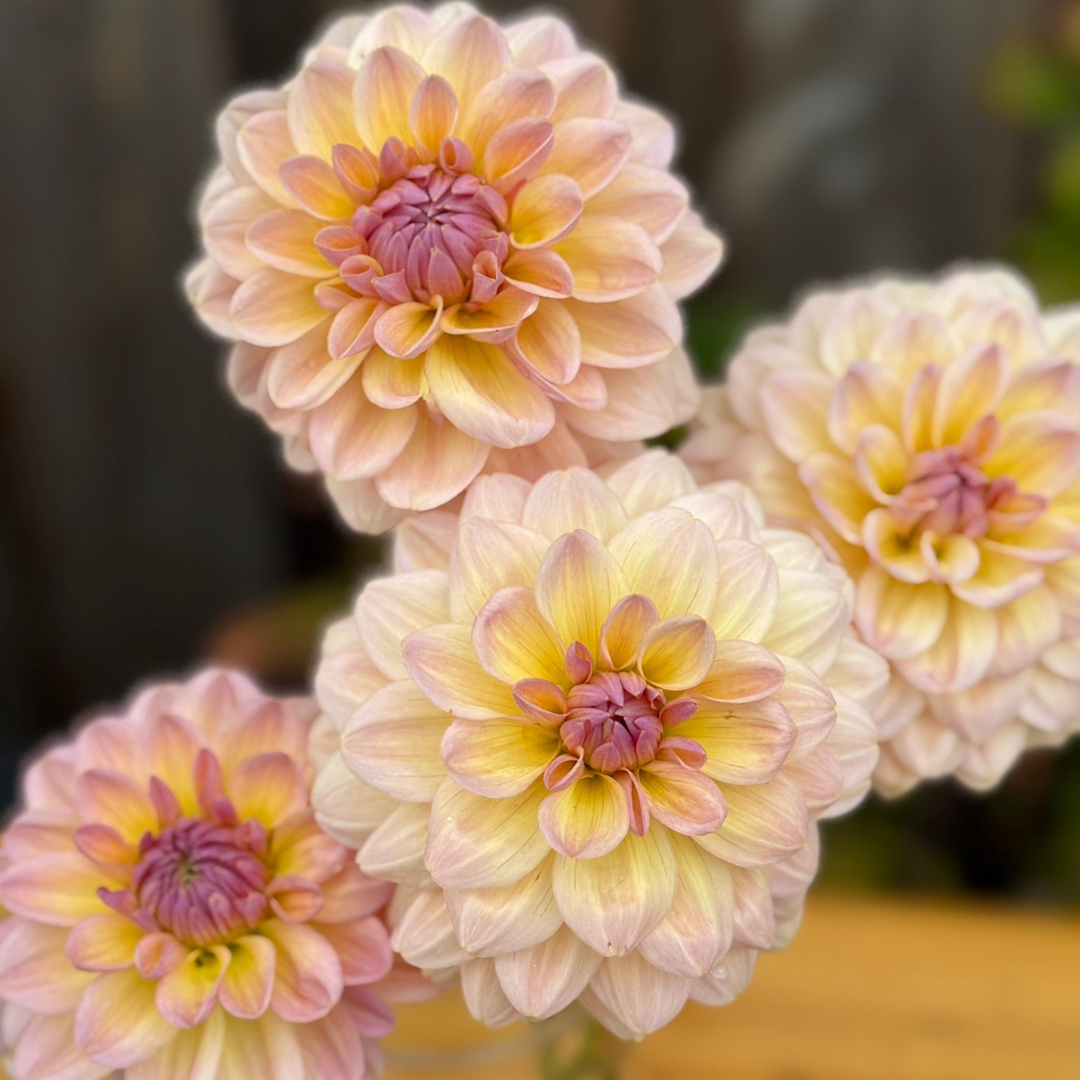 Four light pink and yellow flowers in a clear vase on a wooden surface.