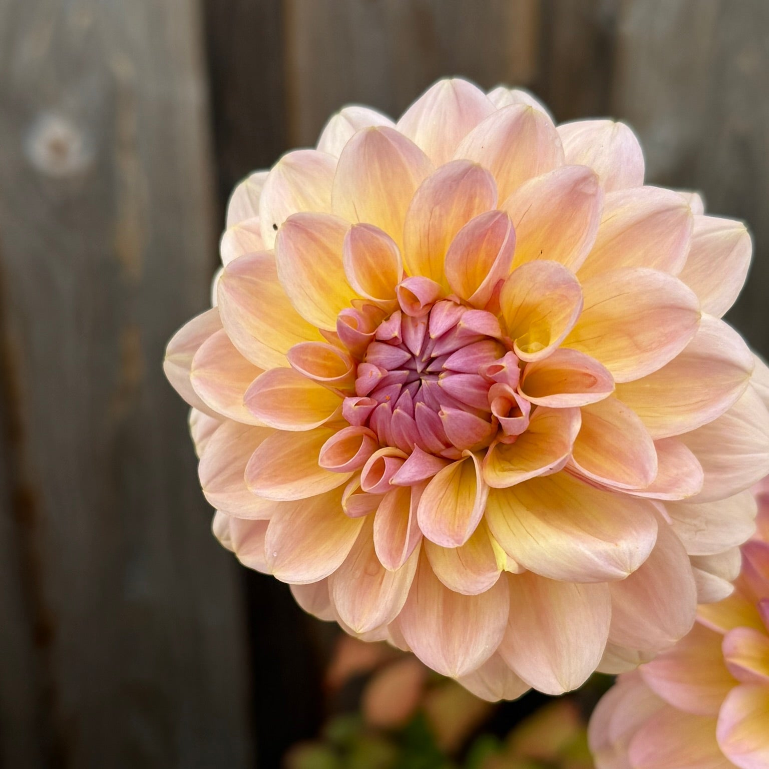 Close-up of a light pink dahlia flower with a blurred background