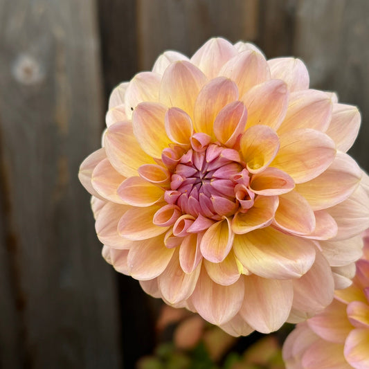 Close-up of a light pink dahlia flower with a blurred background
