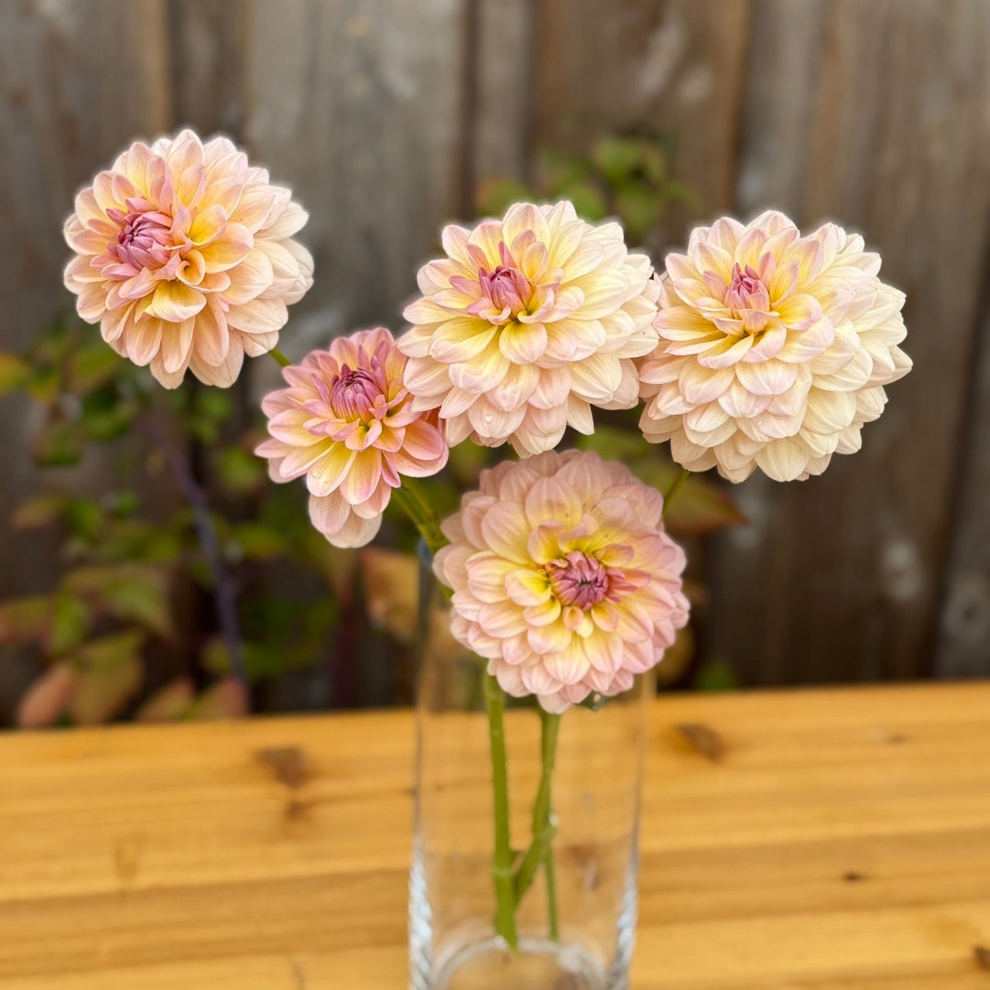 Five pink and white dahlias in a clear vase on a wooden surface with a blurred natural background