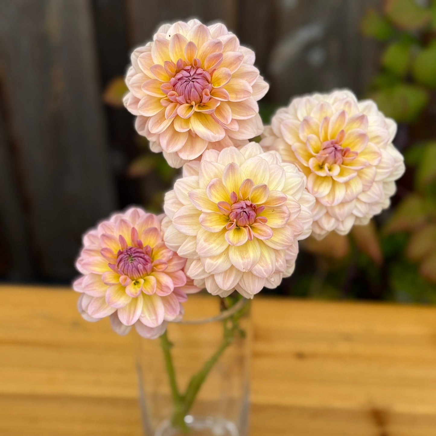 Four pink and white flowers in a clear vase on a wooden surface with a blurred background.