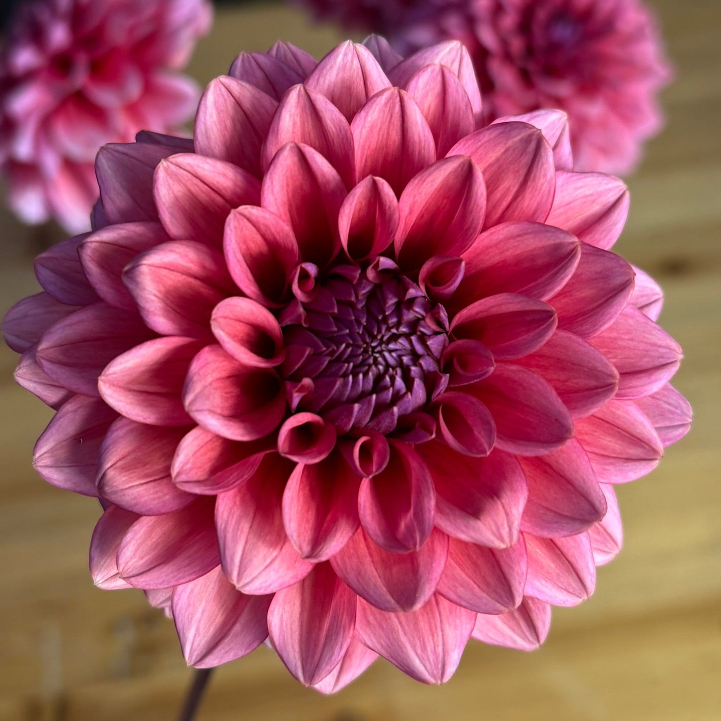 Close-up of a pink flower with a blurred background