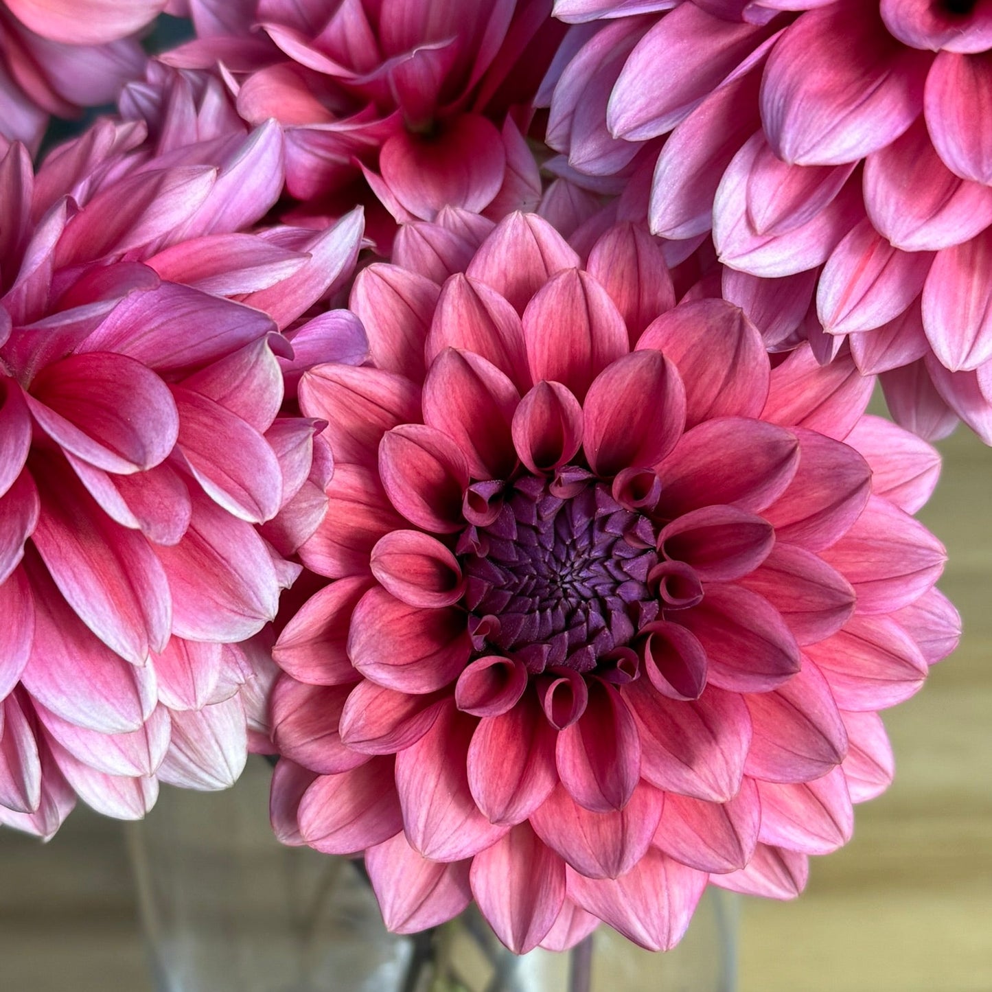 Pink dahlias in a clear vase on a wooden surface