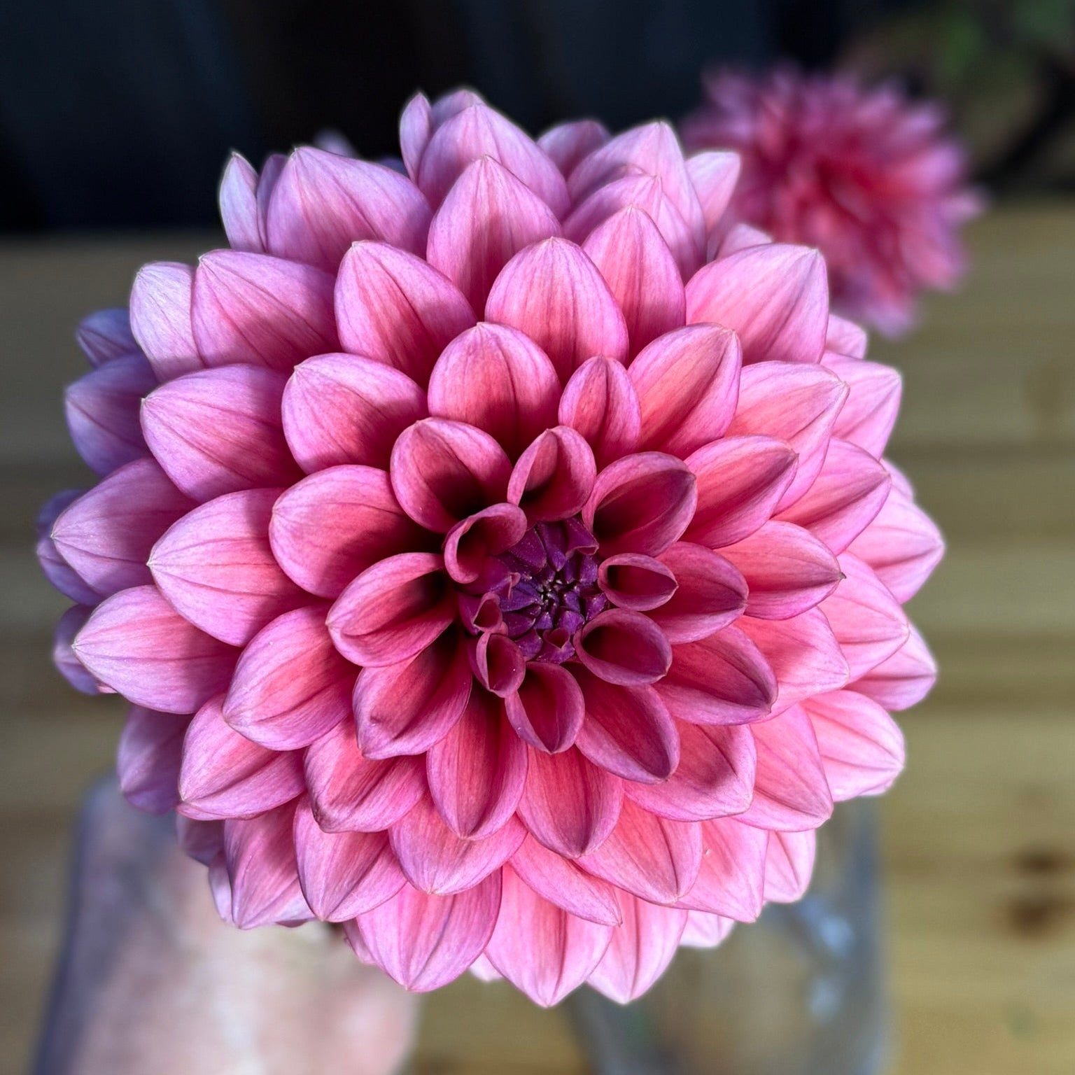 Single Mystique Dahlia Flower 