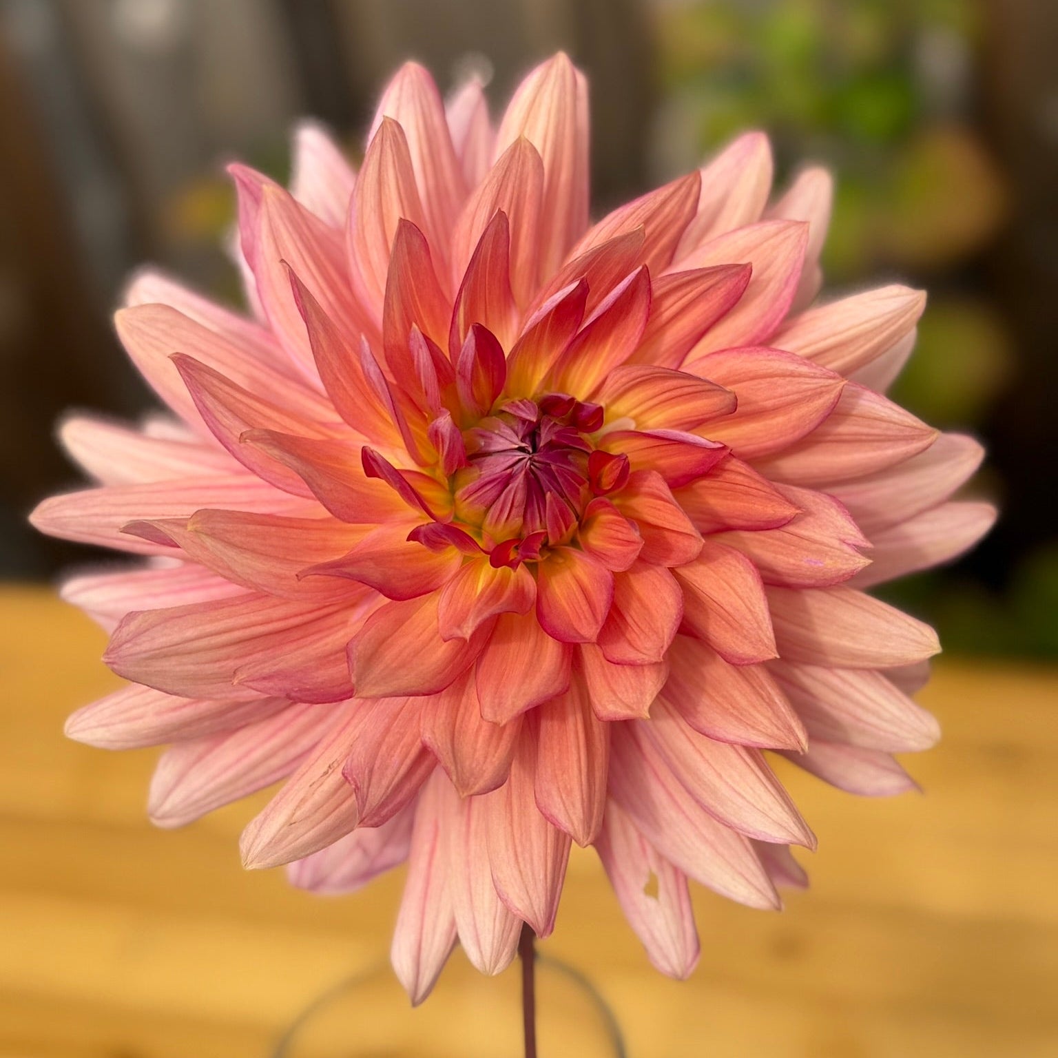 Pink dahlia flower in a vase on a wooden surface with a blurred background