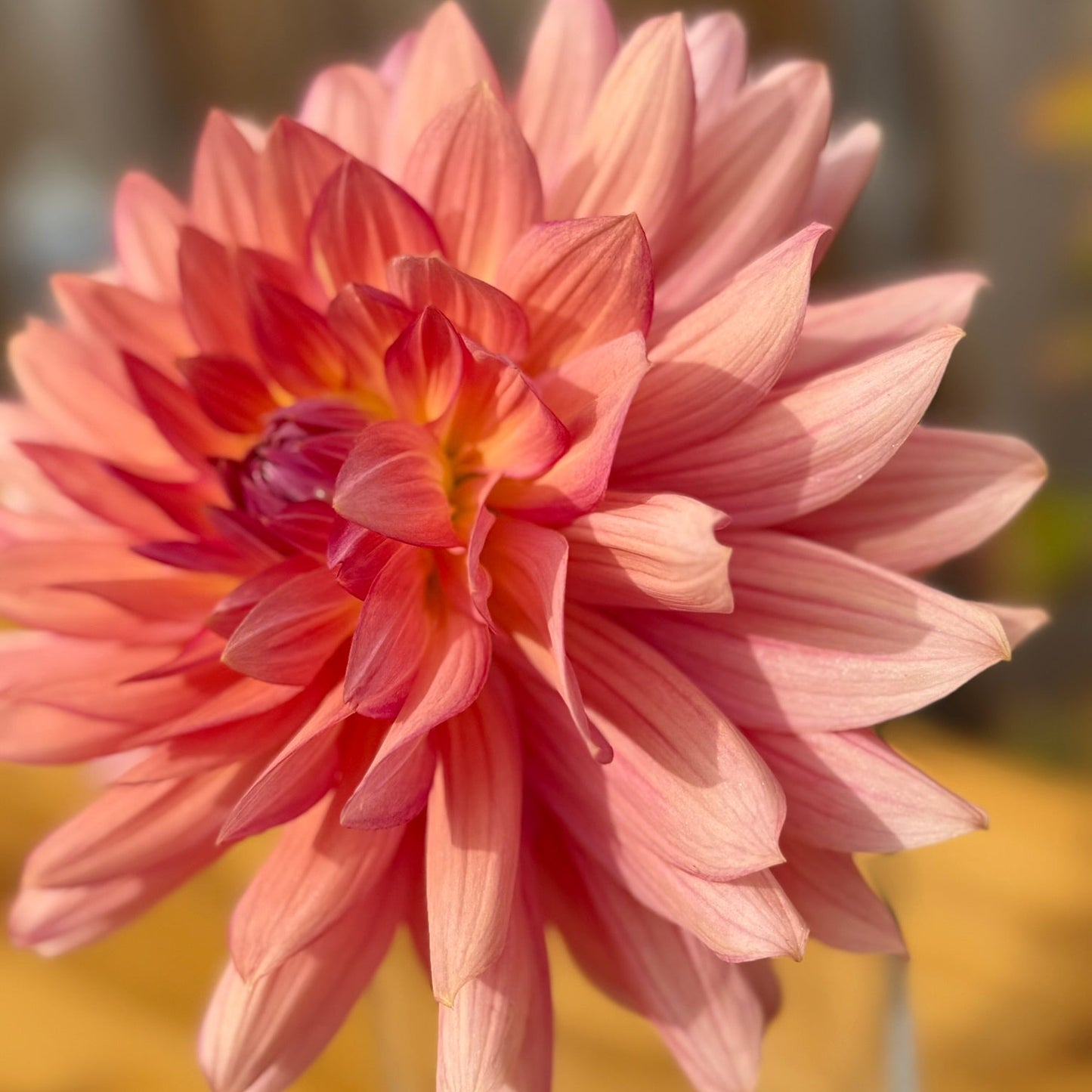 Pink Dahlia flower with a blurred background