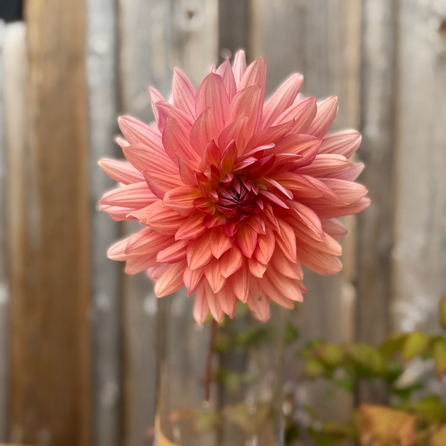 Pink flower in a clear vase on a wooden surface with a blurred background