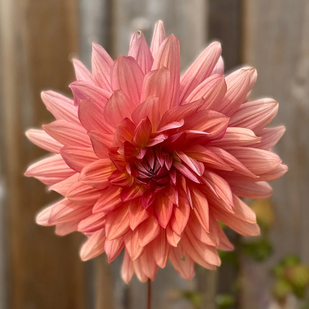 Outrageous Dahlia single flower close up - peach - apricot bloom