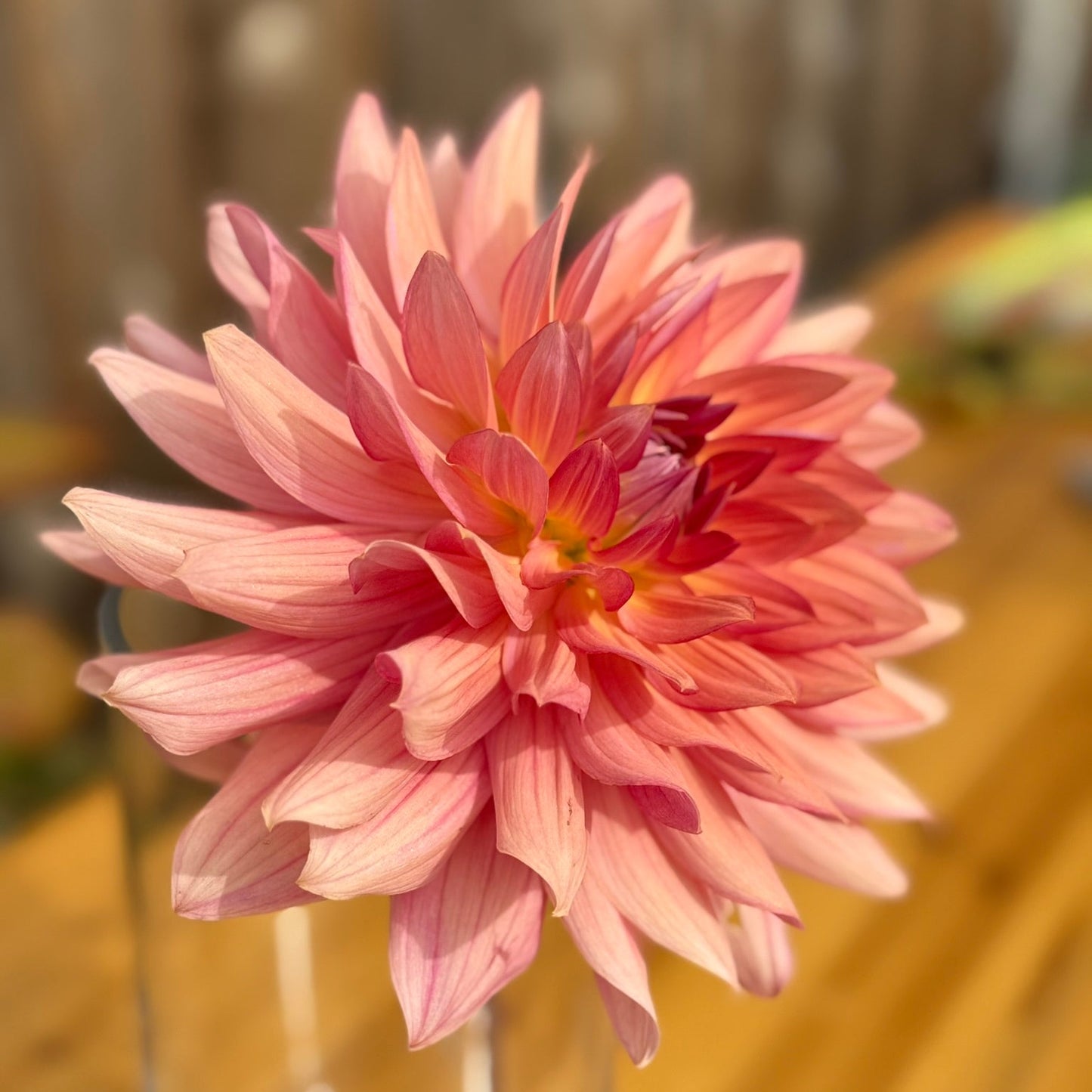 Pink flower in a clear vase on a wooden surface with a blurred background