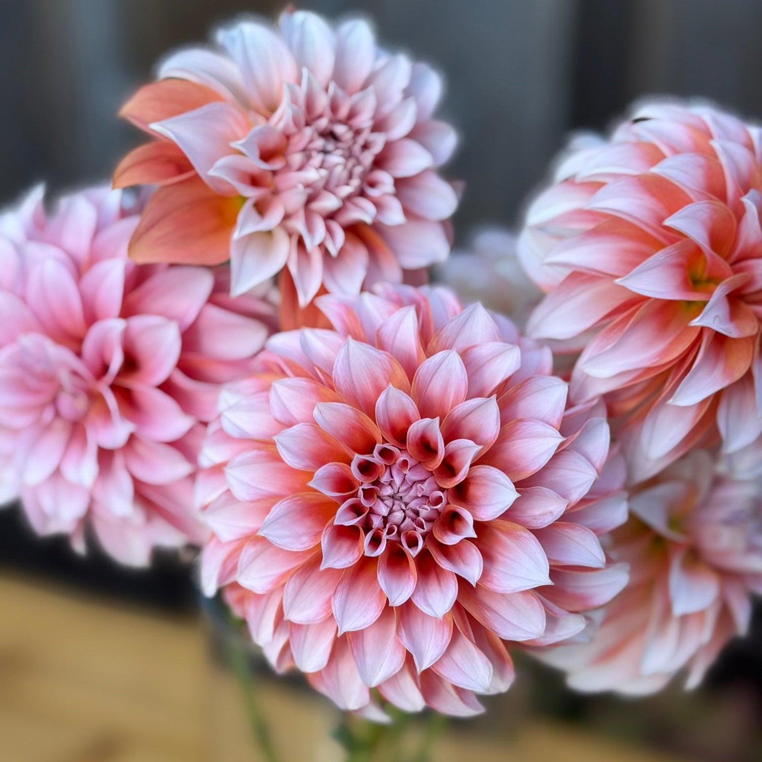 Close-up of pink dahlias called Peaches with a blurred background