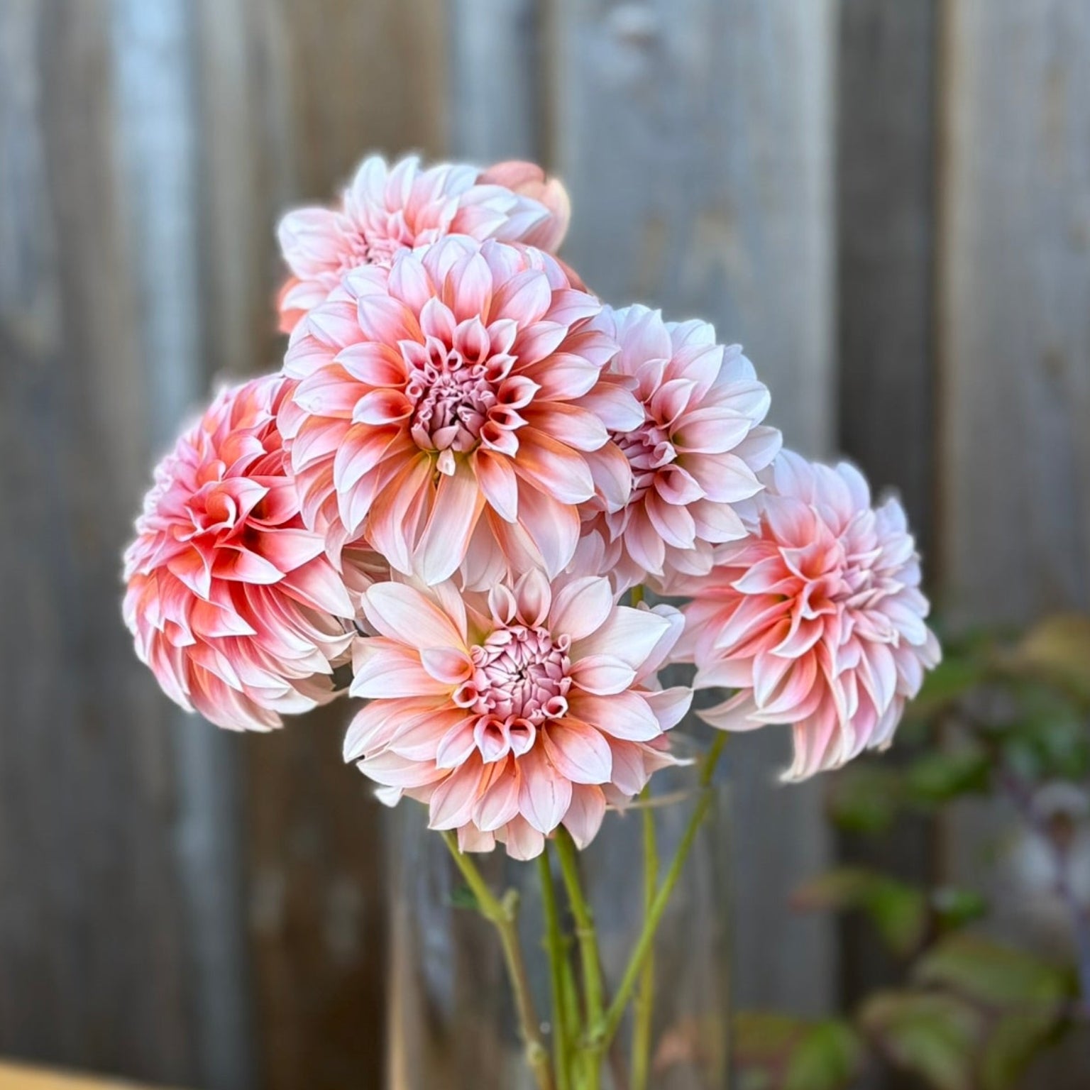 Clear glass vase with pink flowers on a wooden surface