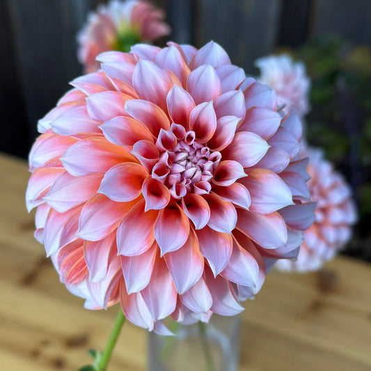 Close-up of a pink Dahlia flower held by a hand on a wooden surface.