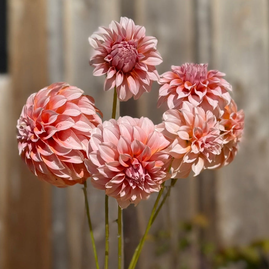 Bouquet of peach flowers in a vase