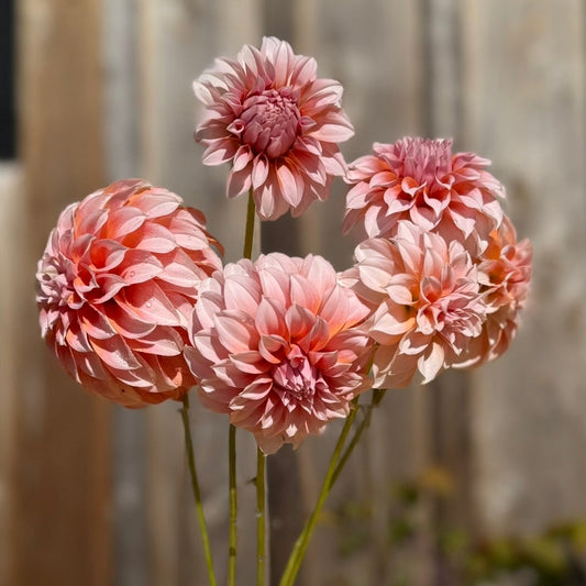 Bouquet of peach flowers in a vase