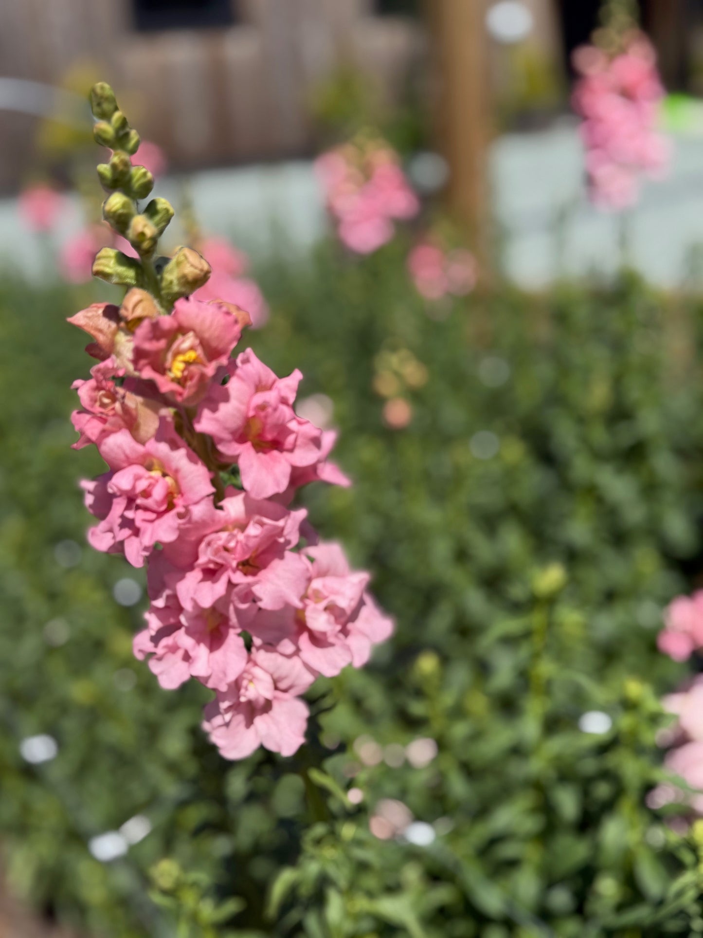 Snapdragon Bouquet