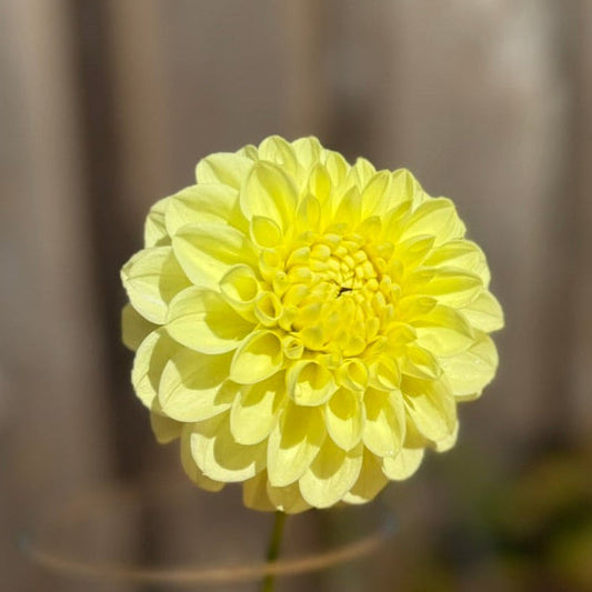 Yellow flower in a clear vase on a wooden surface with a blurred background