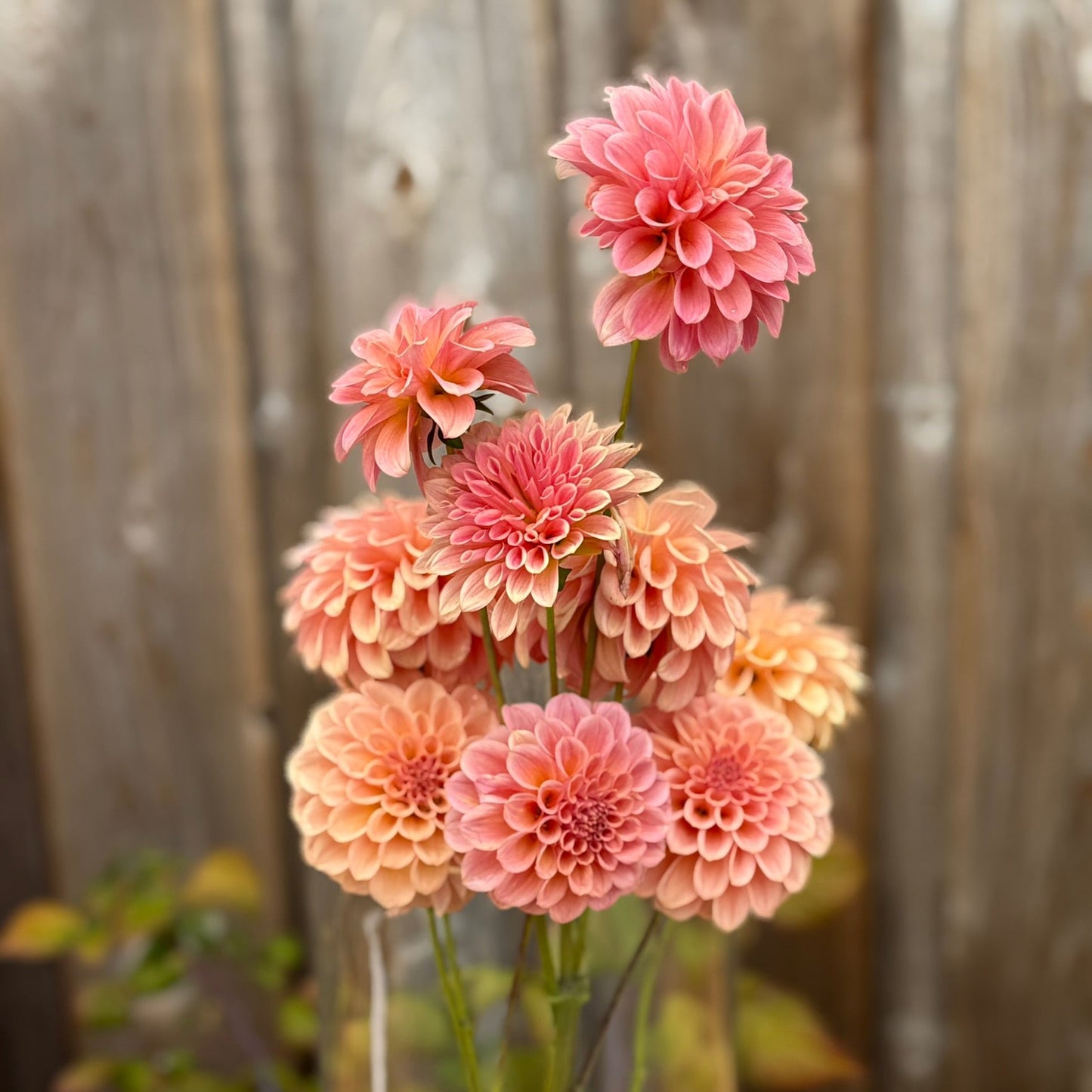 Bouquet of coral pink dahlia flowers