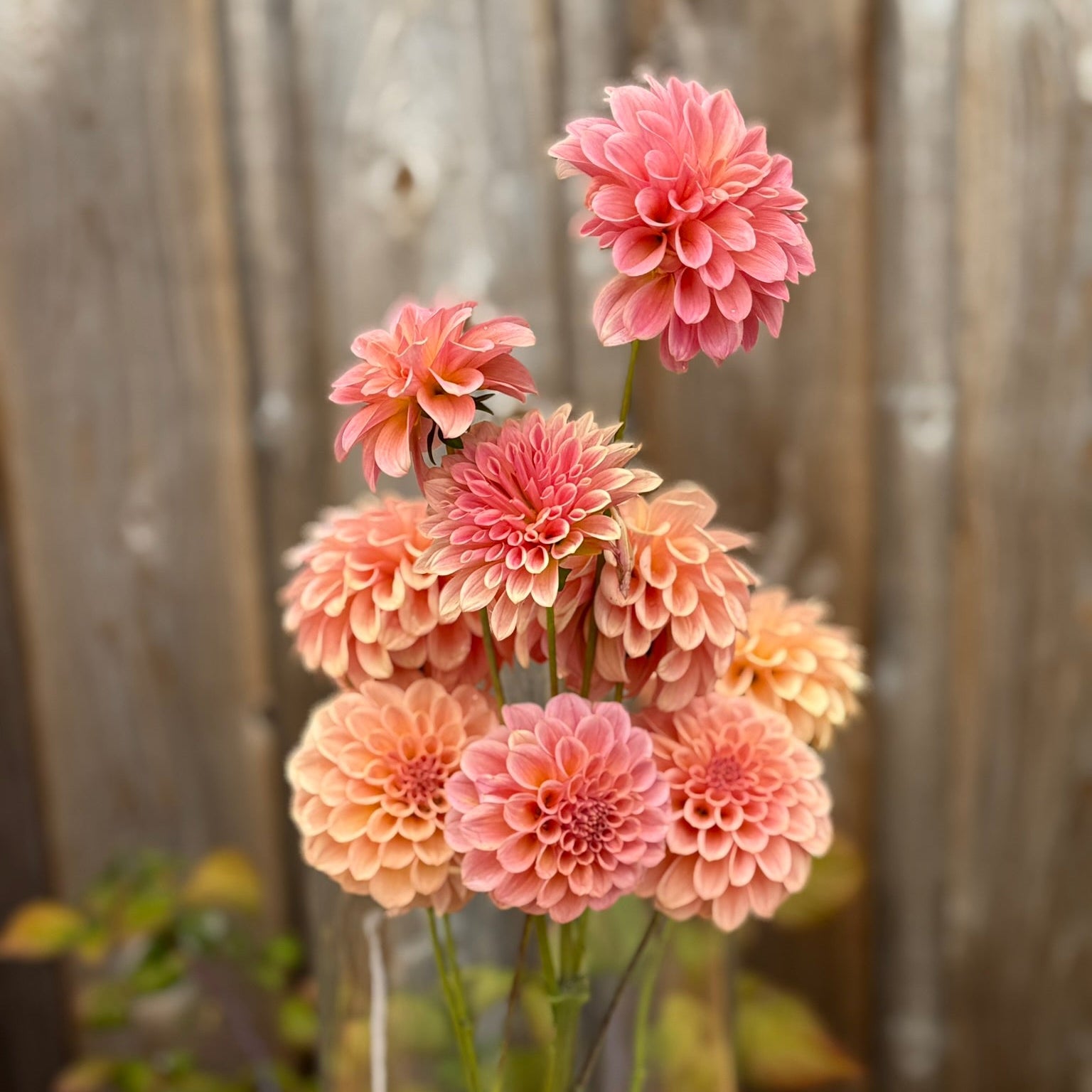 Bouquet of coral pink dahlia flowers