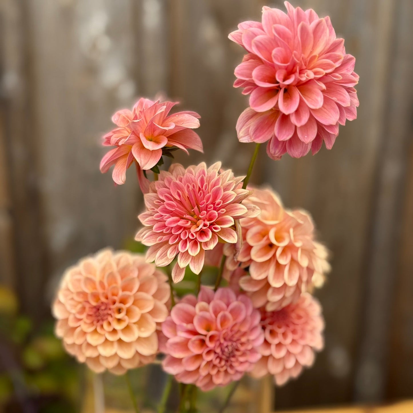 Pink dahlias in a vase on a wooden surface with a blurred background