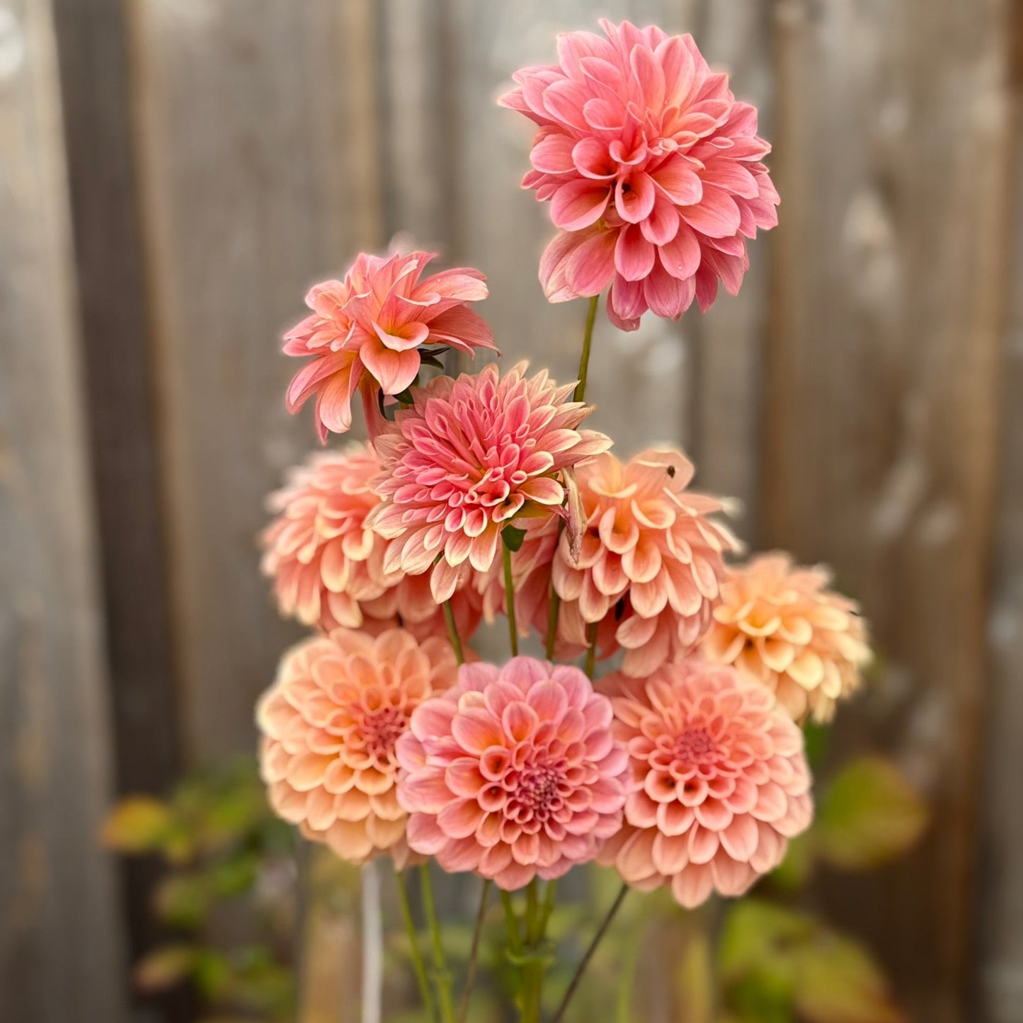 Bouquet of pink dahlias in a clear vase on a wooden surface with a blurred background