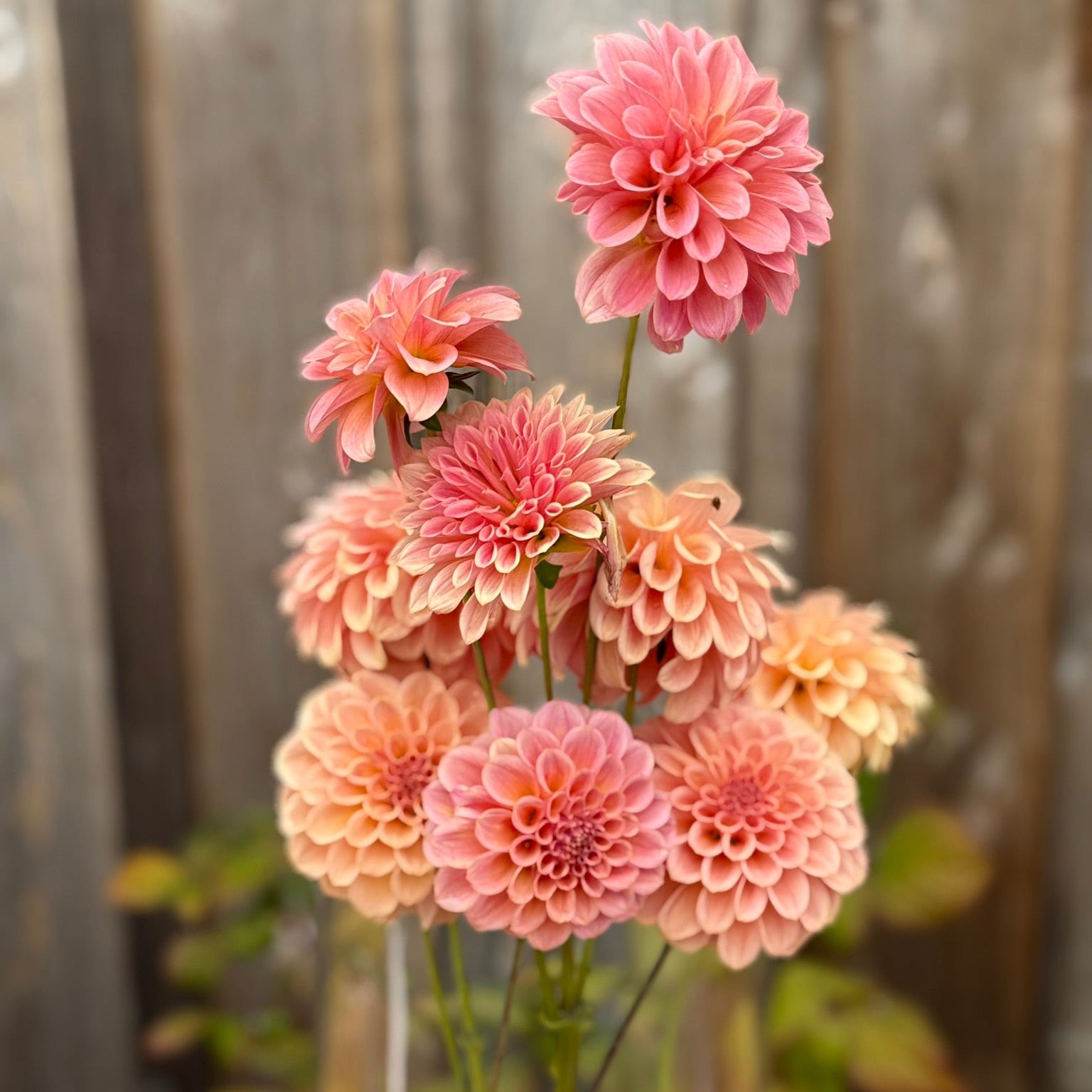 Bouquet of pink dahlias in a clear vase on a wooden surface with a blurred background