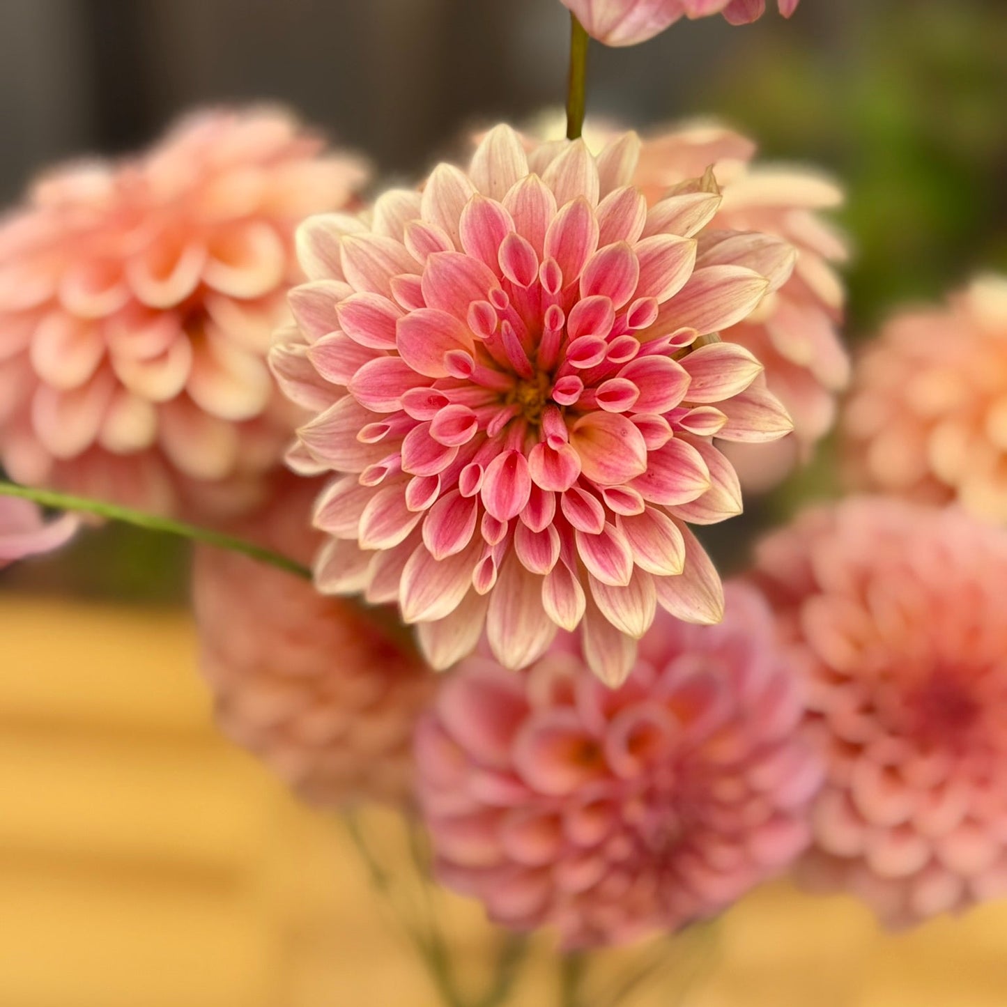 Close-up of pink flowers with a blurred background