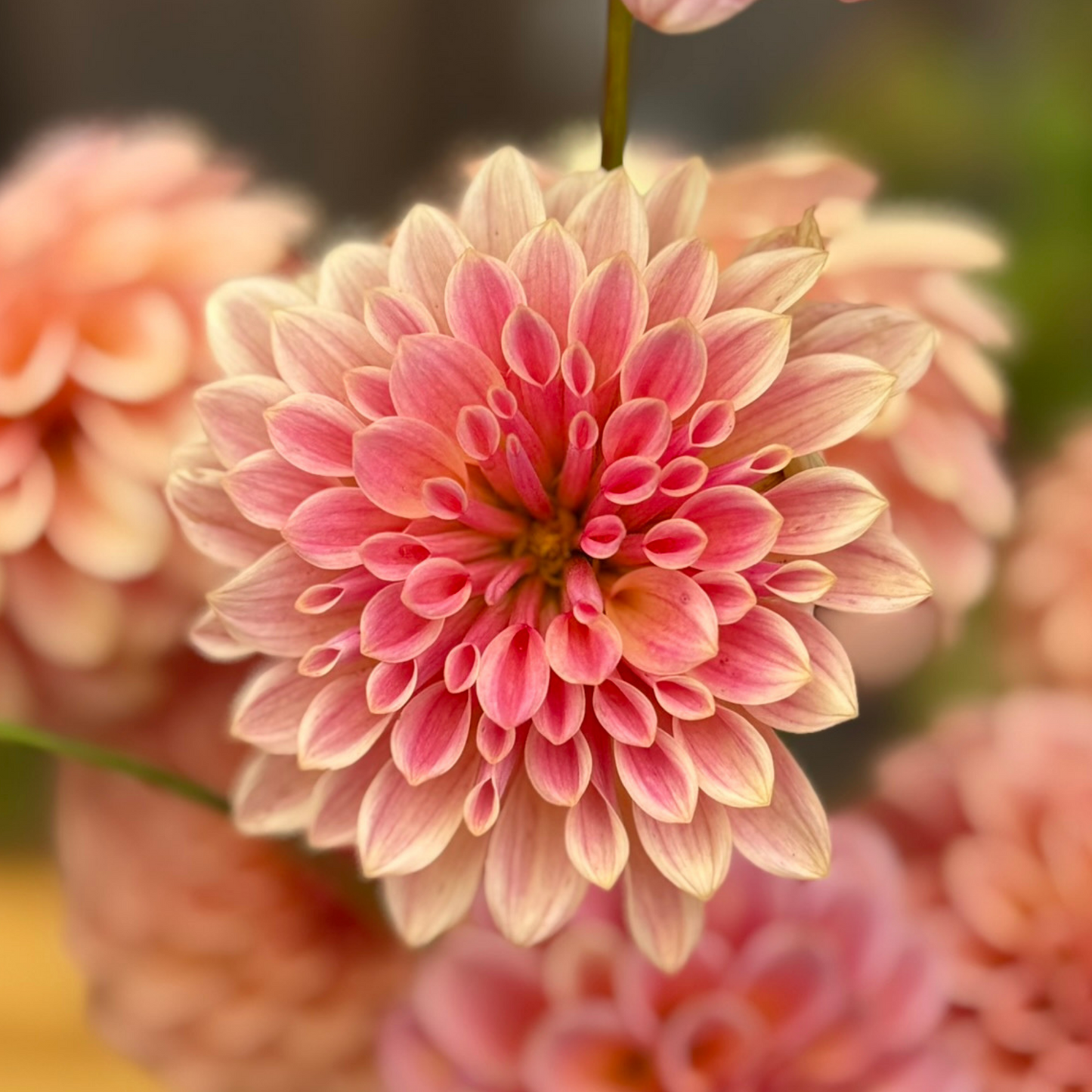 close up photo of one dahlia bloom - Rock Run Ashley Dahlia - coral pinkish tones