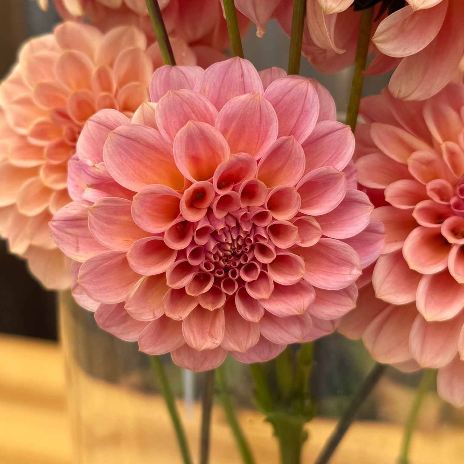 Close-up of pink flowers with a blurred background