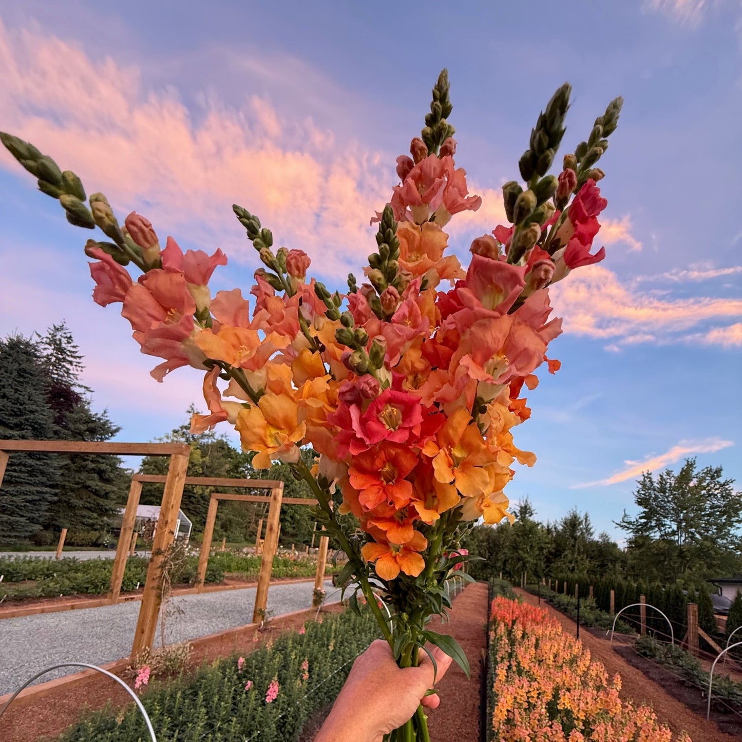 Cut Flower Garden Design Workshop — Grow Your Own Bouquet Garden