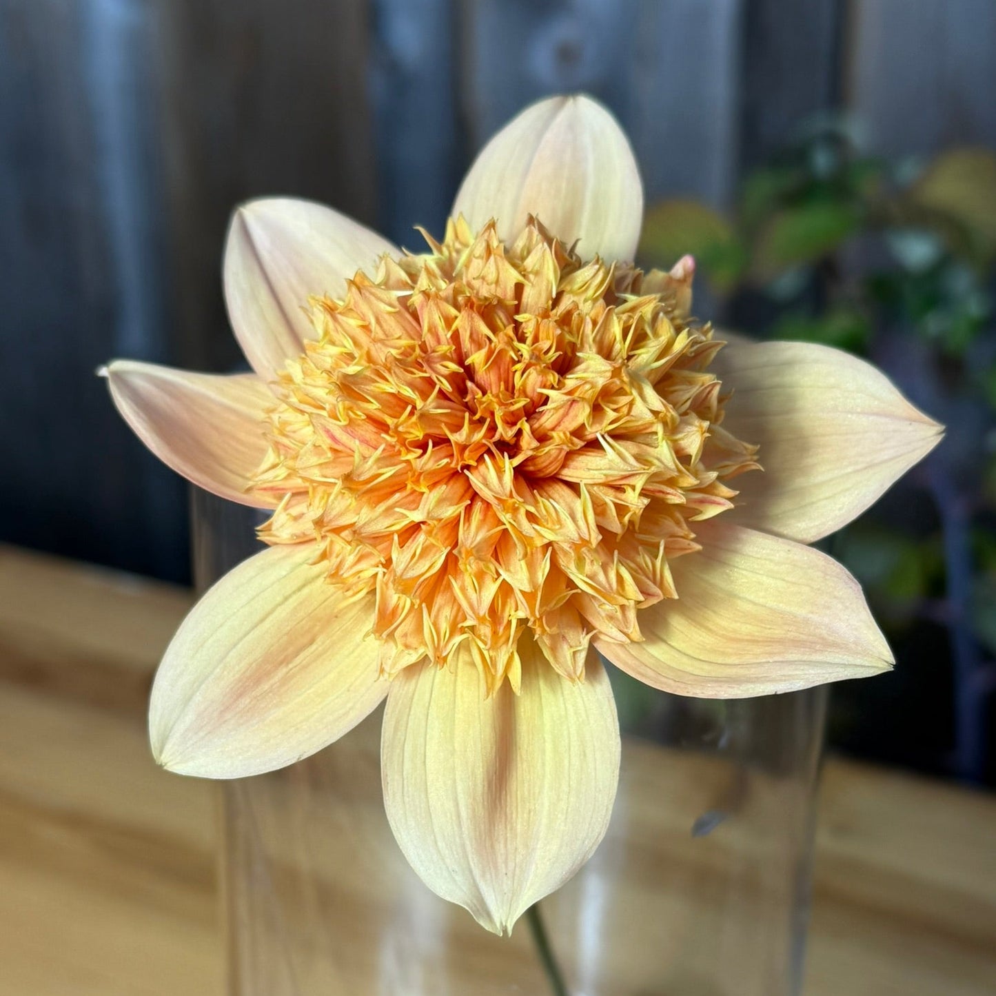 Dried flower in a clear glass vase on a wooden surface
