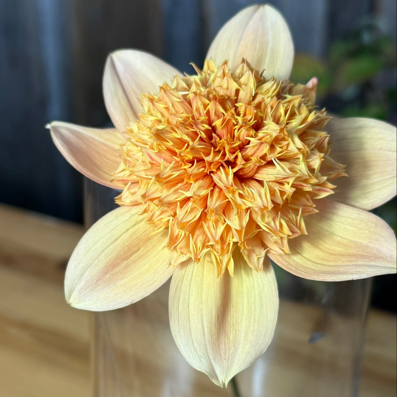 Dried flower in a clear glass vase on a wooden surface