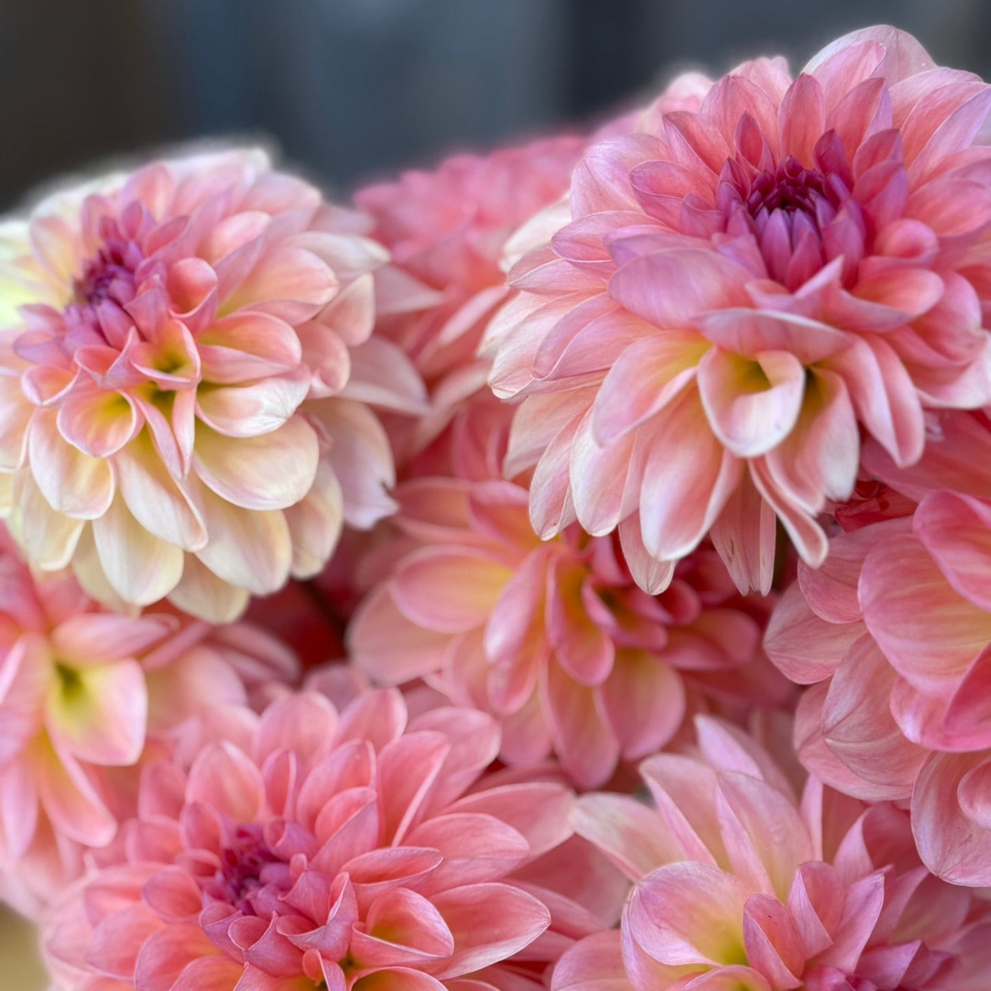 Close-up of pink and cream dahlias with a blurred background