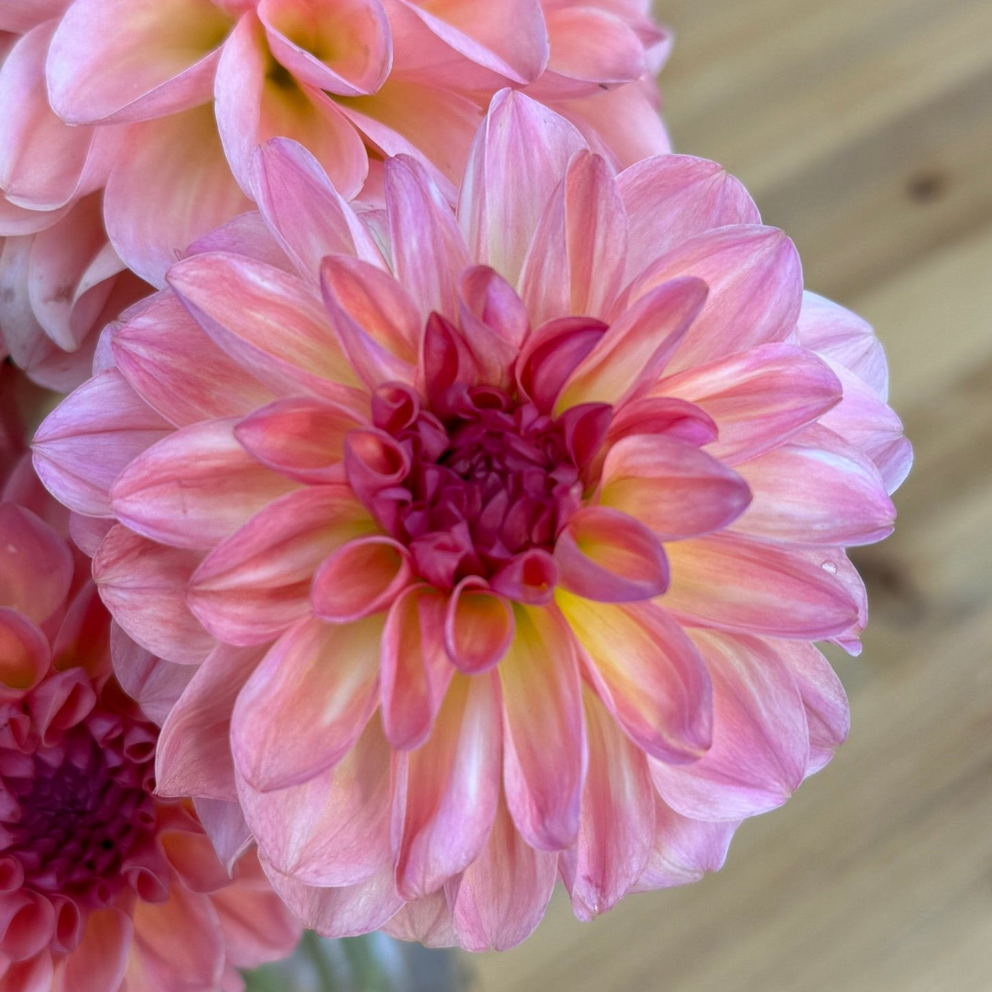 Close-up of pink and yellow dahlias with a blurred wooden surface in the background
