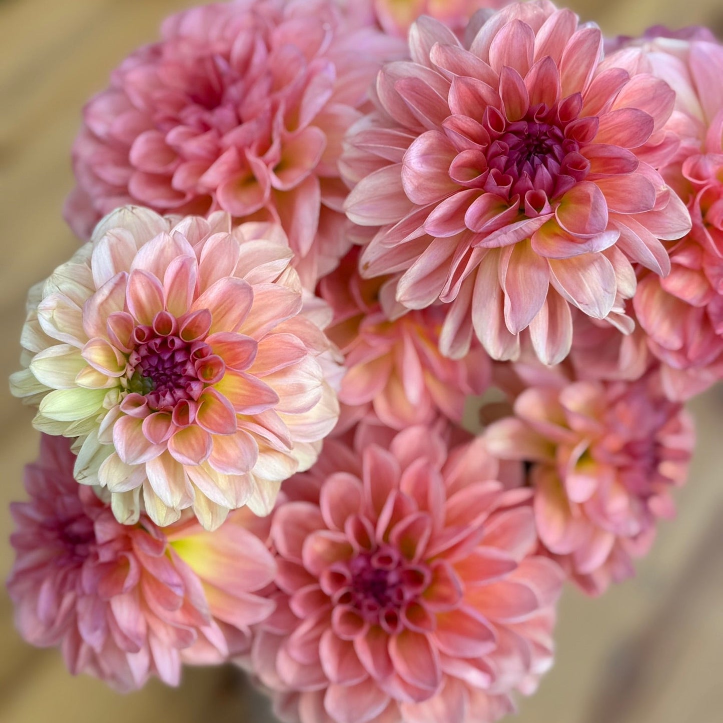 Close-up of pink and light green flowers with a blurred background