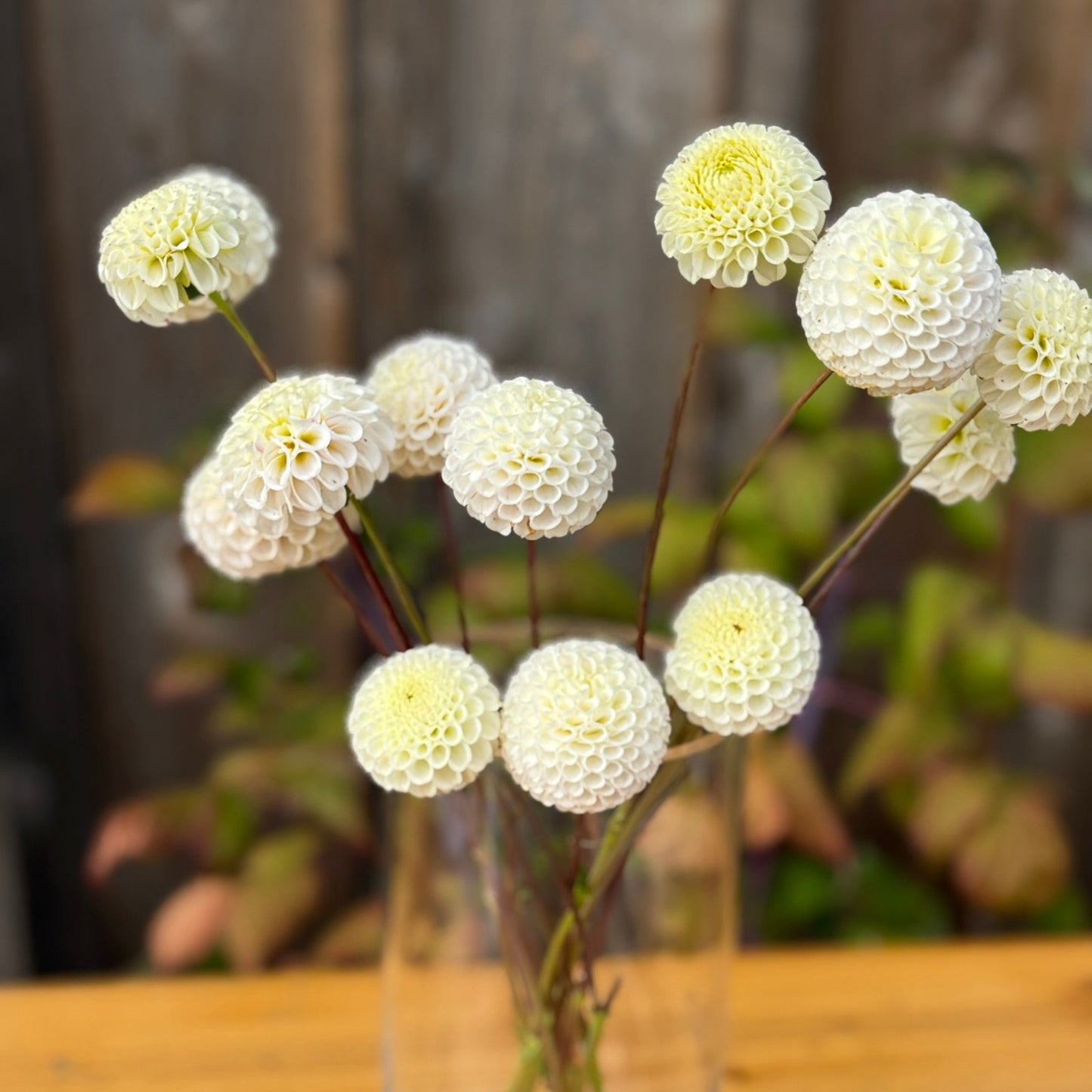 White Small World Dahlias in glass vase