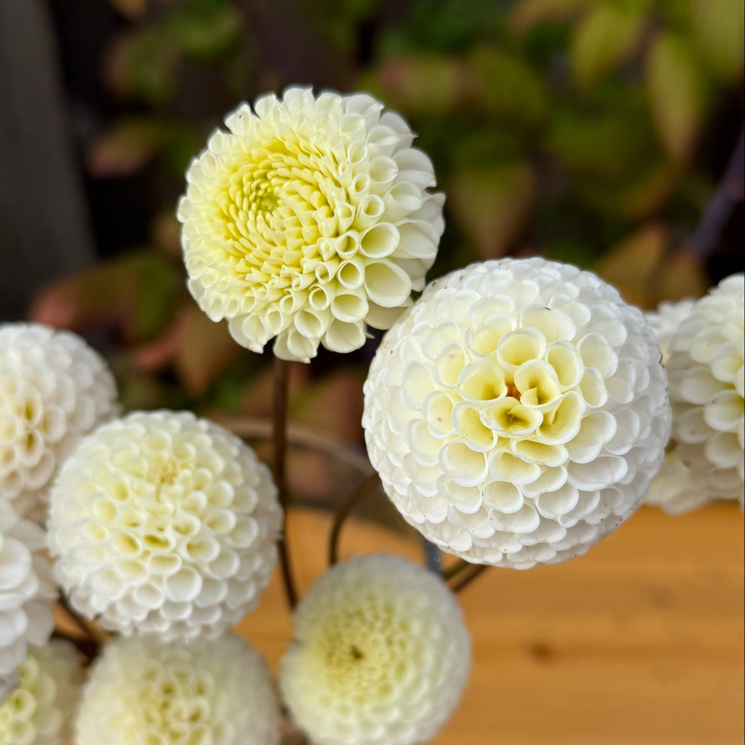 White flowers in a clear vase on a wooden surface with a blurred background