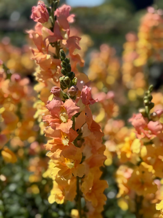 Snapdragon Bouquet