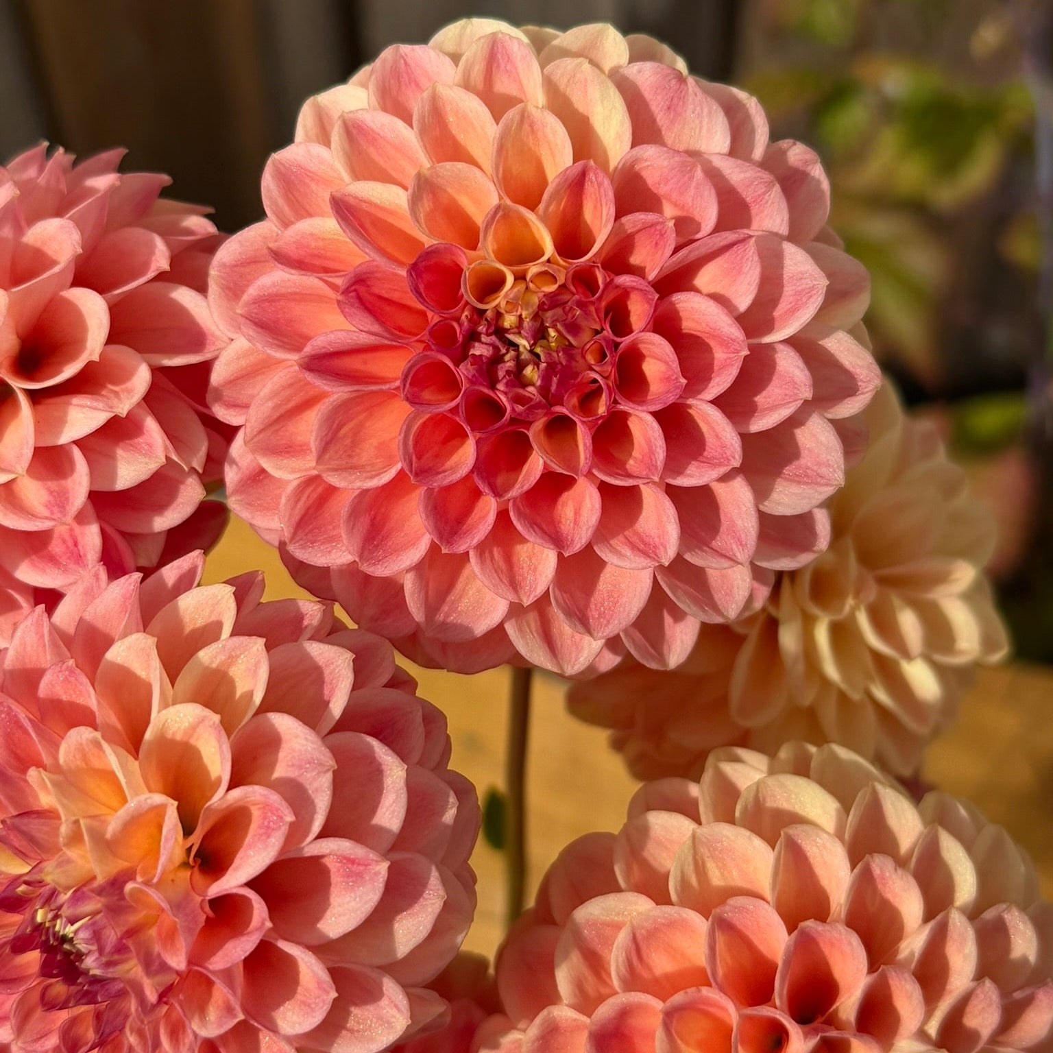 Snoho Doris Dahlia flowers - coral pink color - close up photo