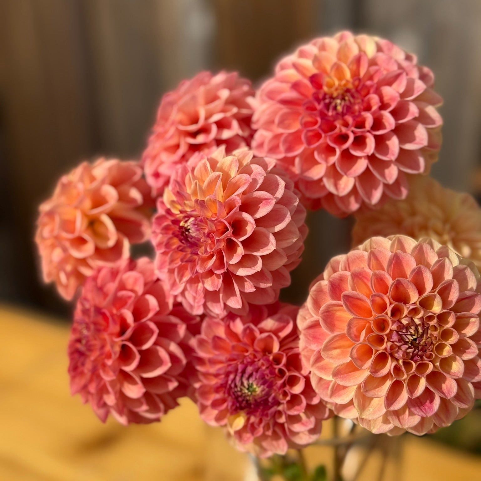 Pink dahlias in a vase on a wooden surface with a blurred background