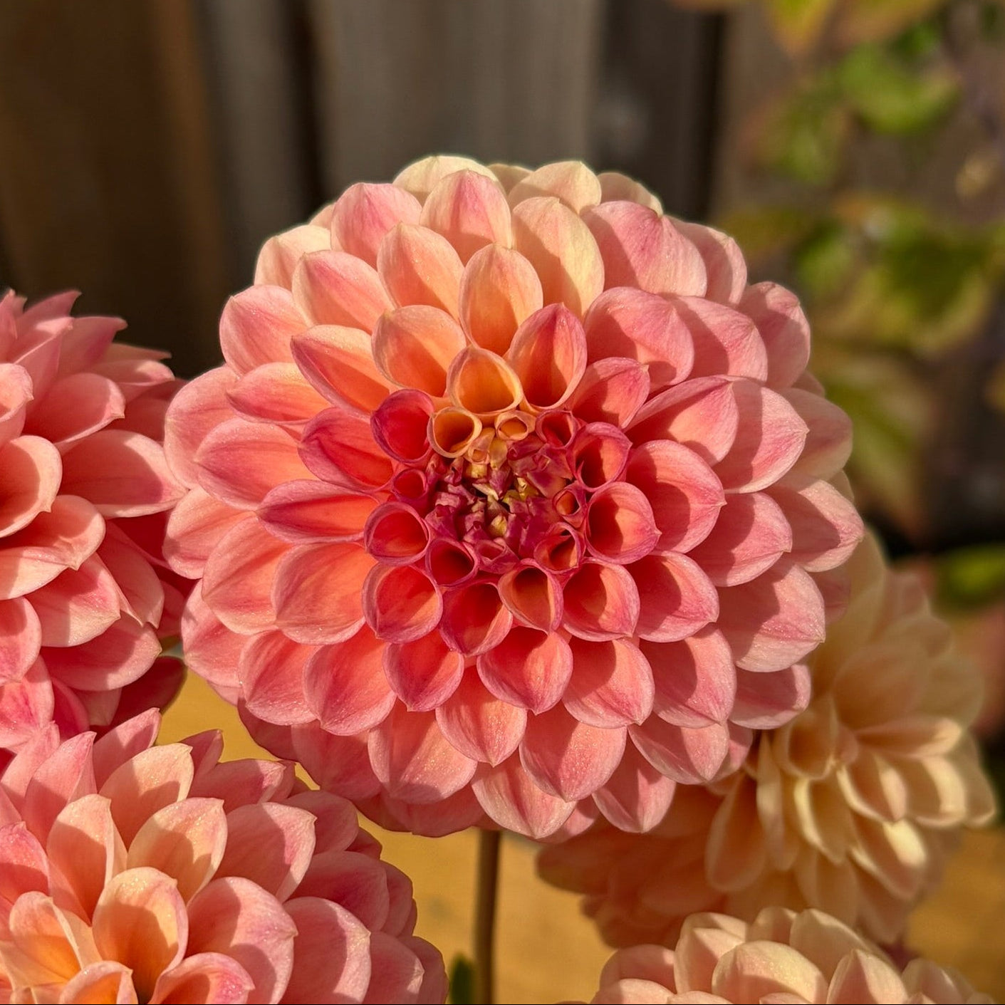 Close-up of pink dahlias with a blurred background