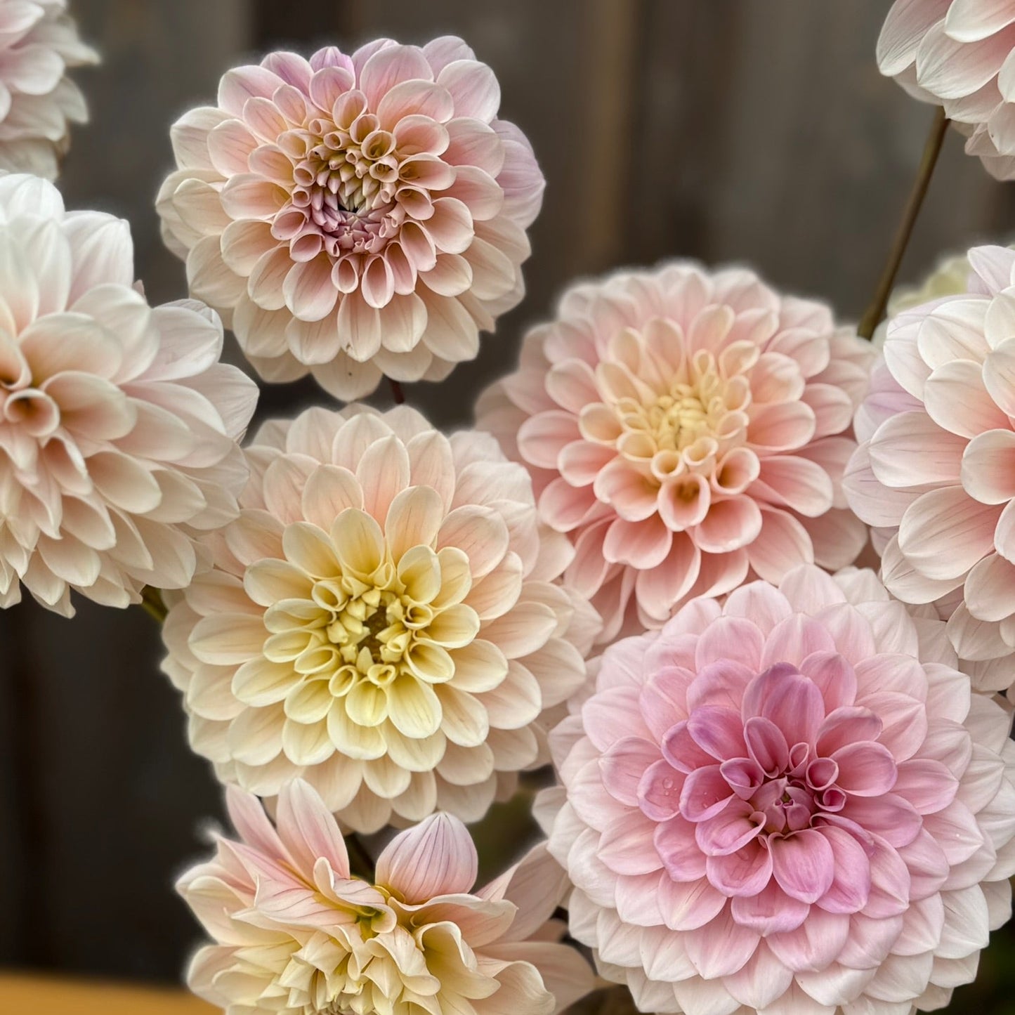 Close-up of pink and beige flowers in a vase on a wooden surface.