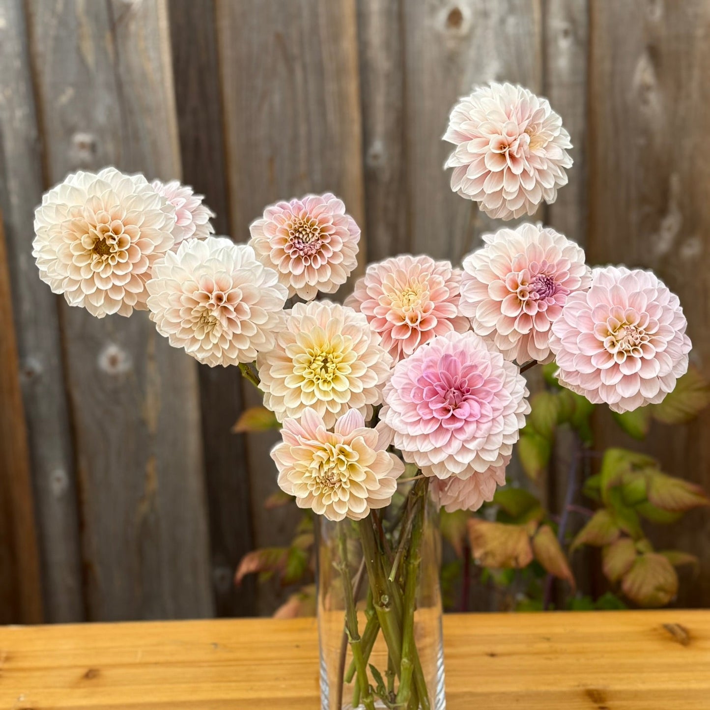 Bouquet of Sweet Nathalie Dahlia flowers in a clear glass vase outside on an oak table