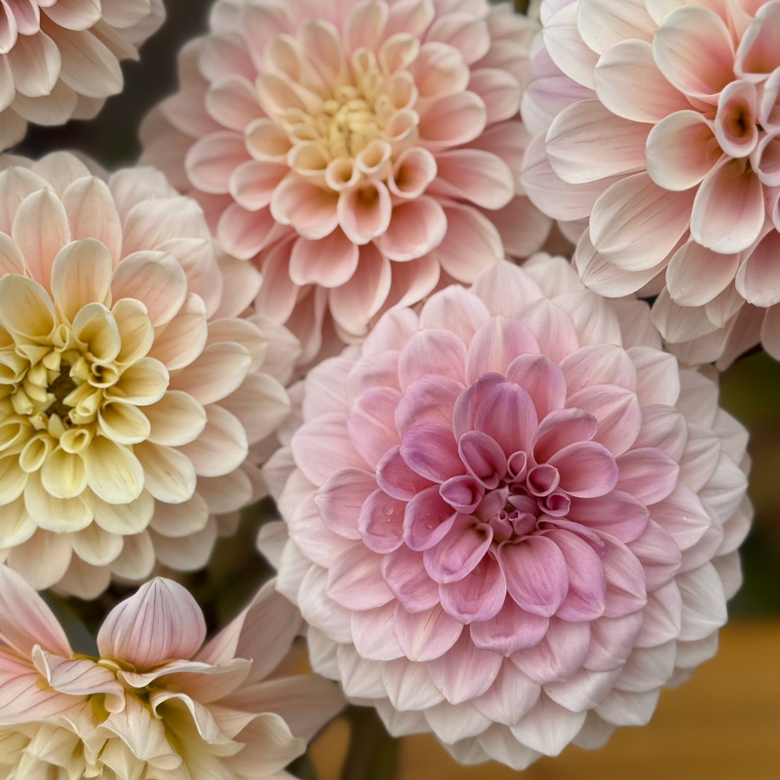 Close-up of pink and white dahlias with a blurred background